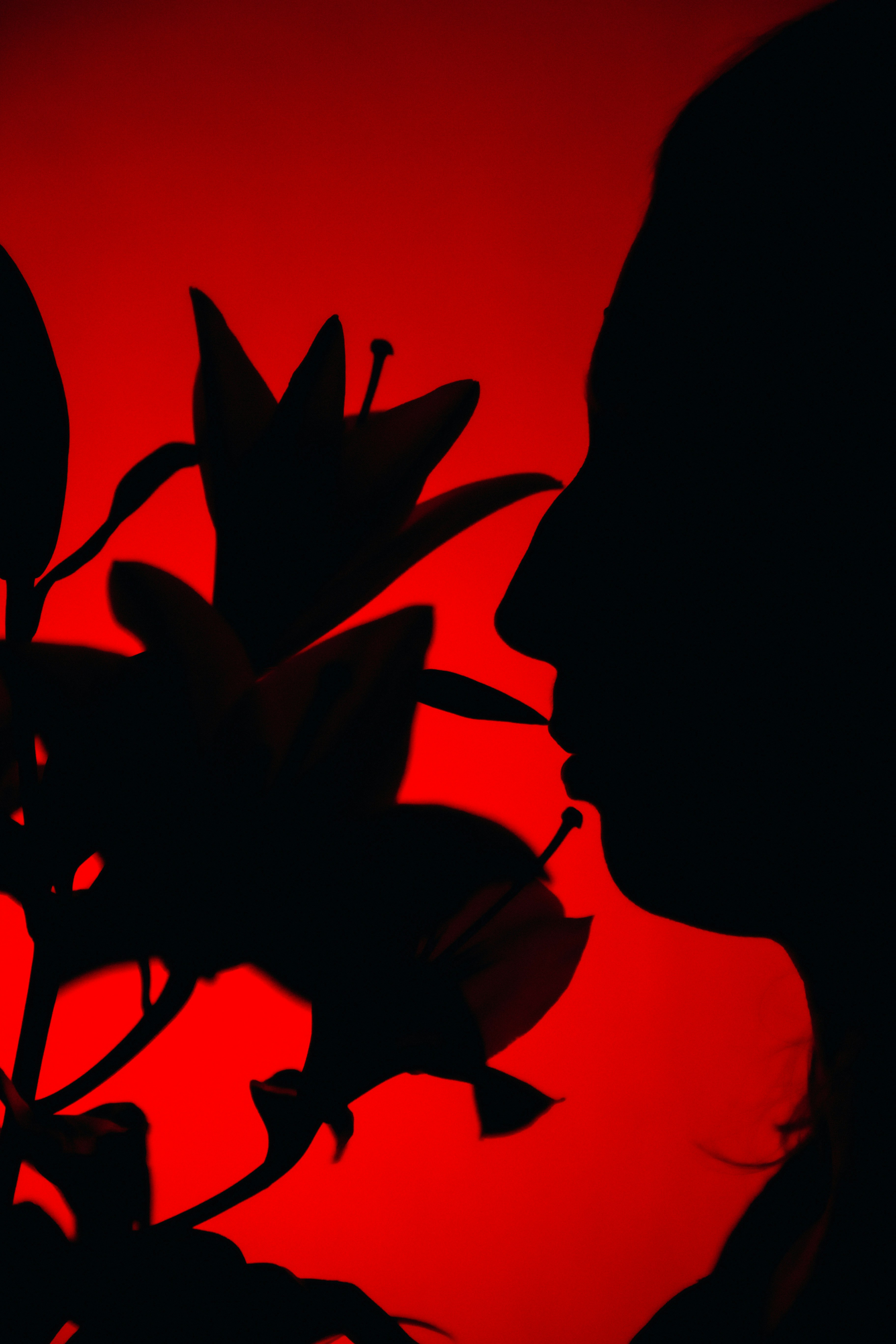 Silhouette of a person smelling a flower
