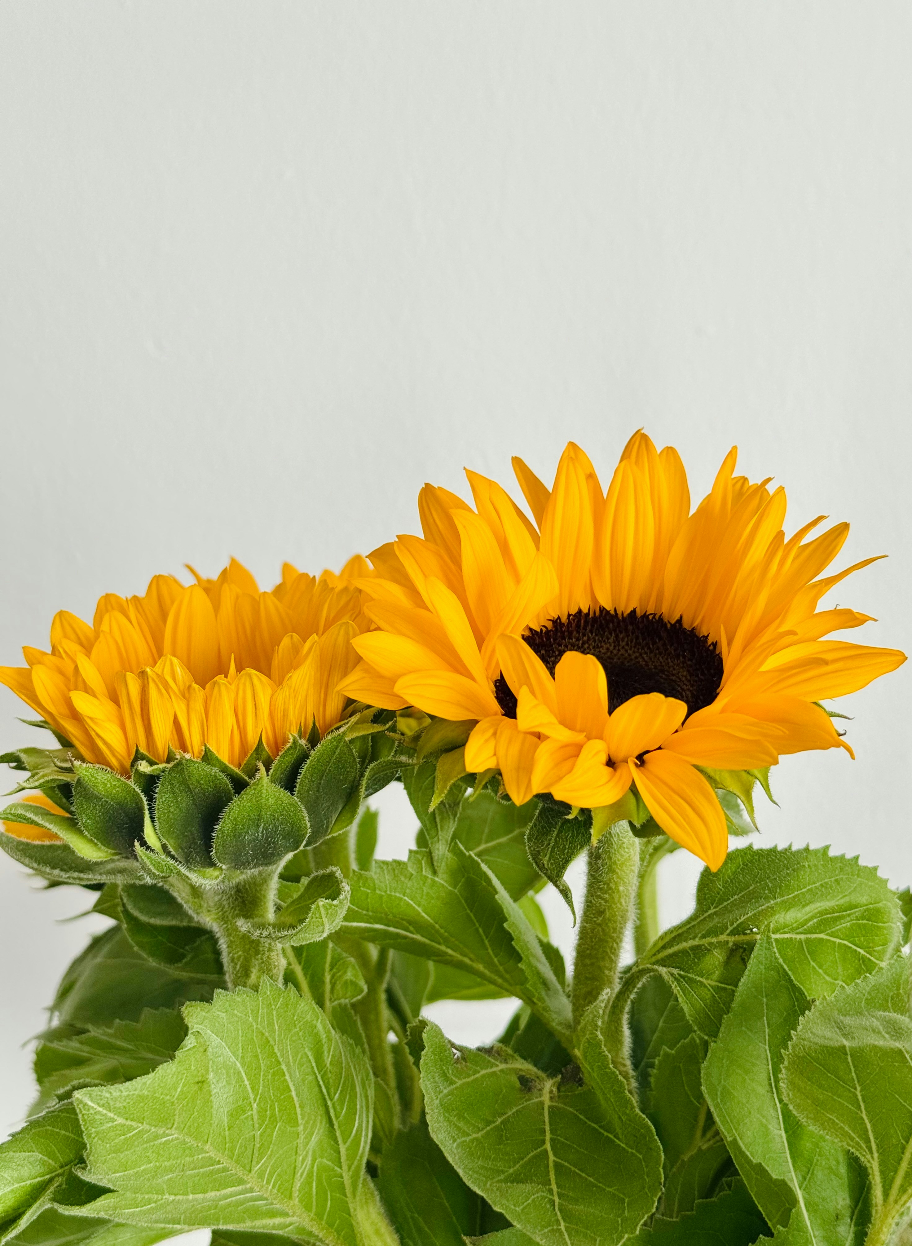 Photo by liana_piano