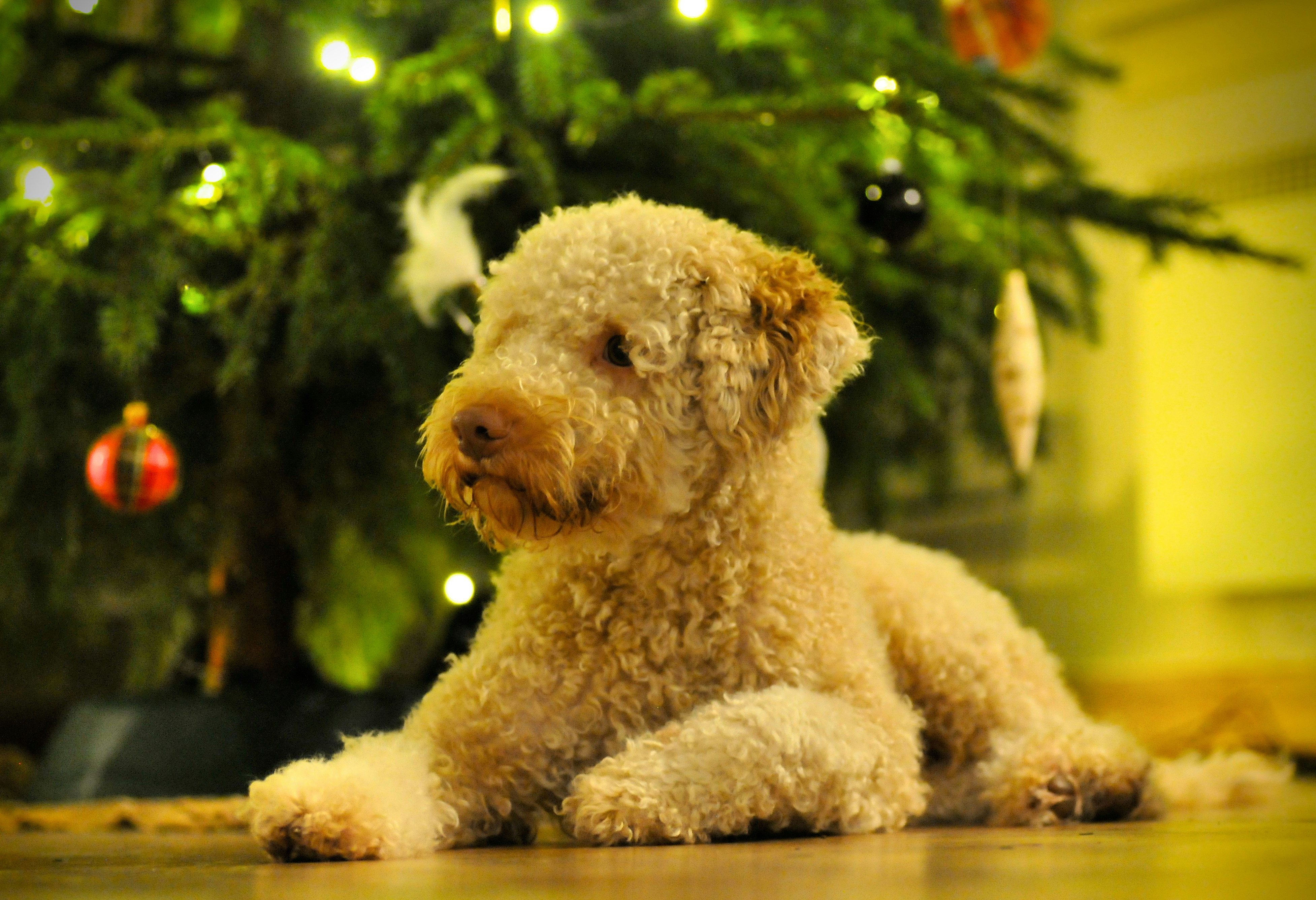 Un cane soffice giace vicino a un albero di Natale decorato.