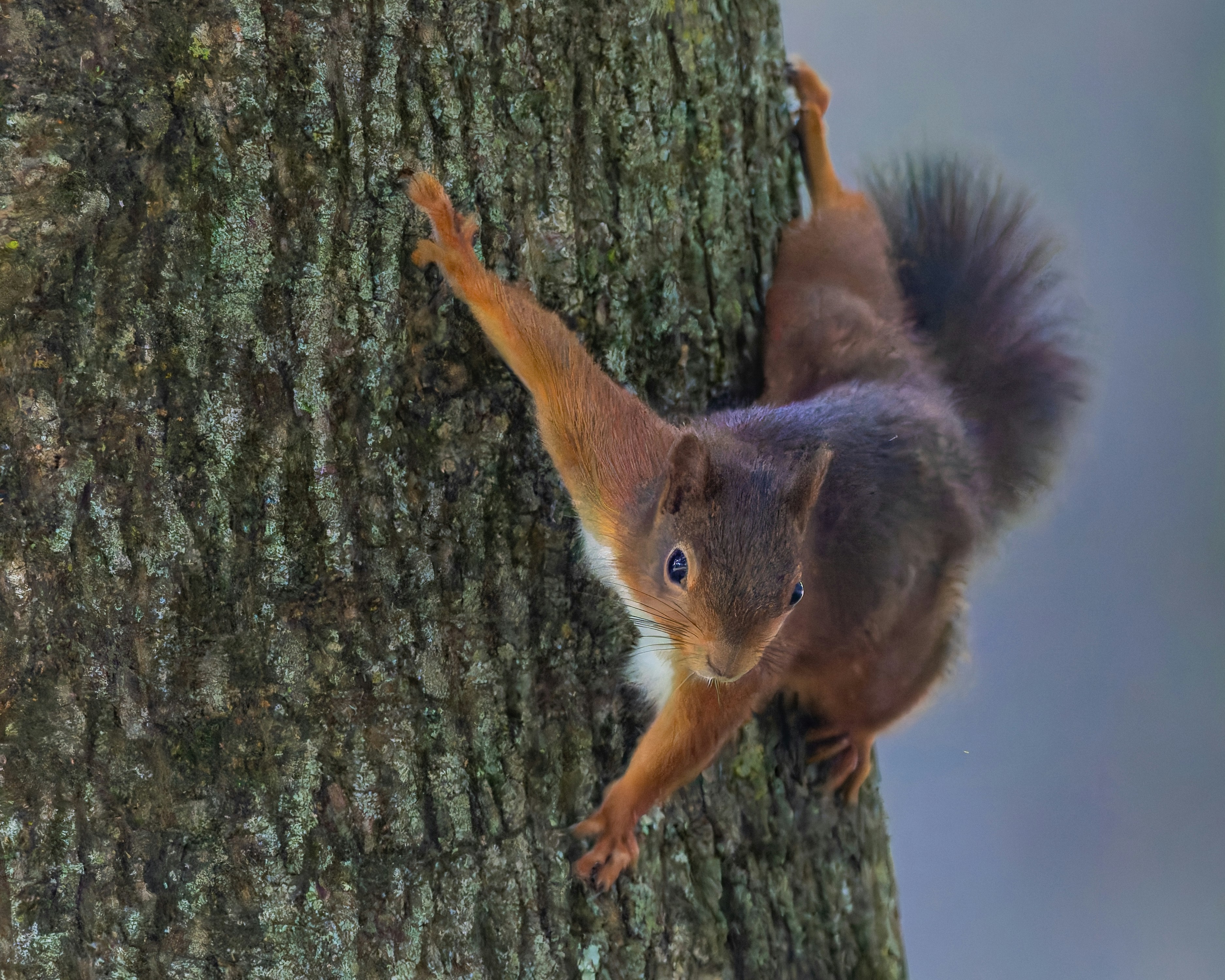 Photo by siegfriedpoepperl