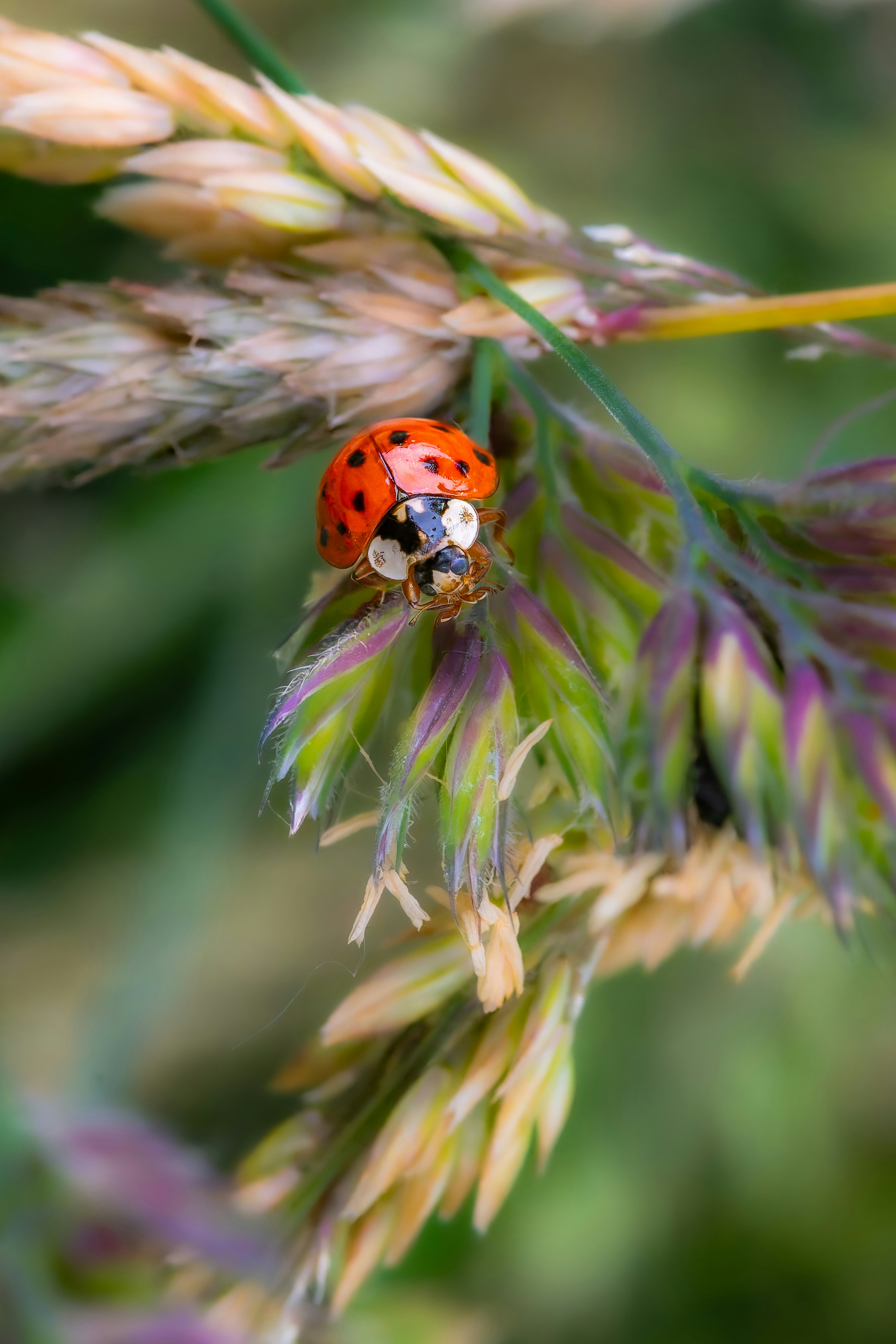 Photo by siegfriedpoepperl