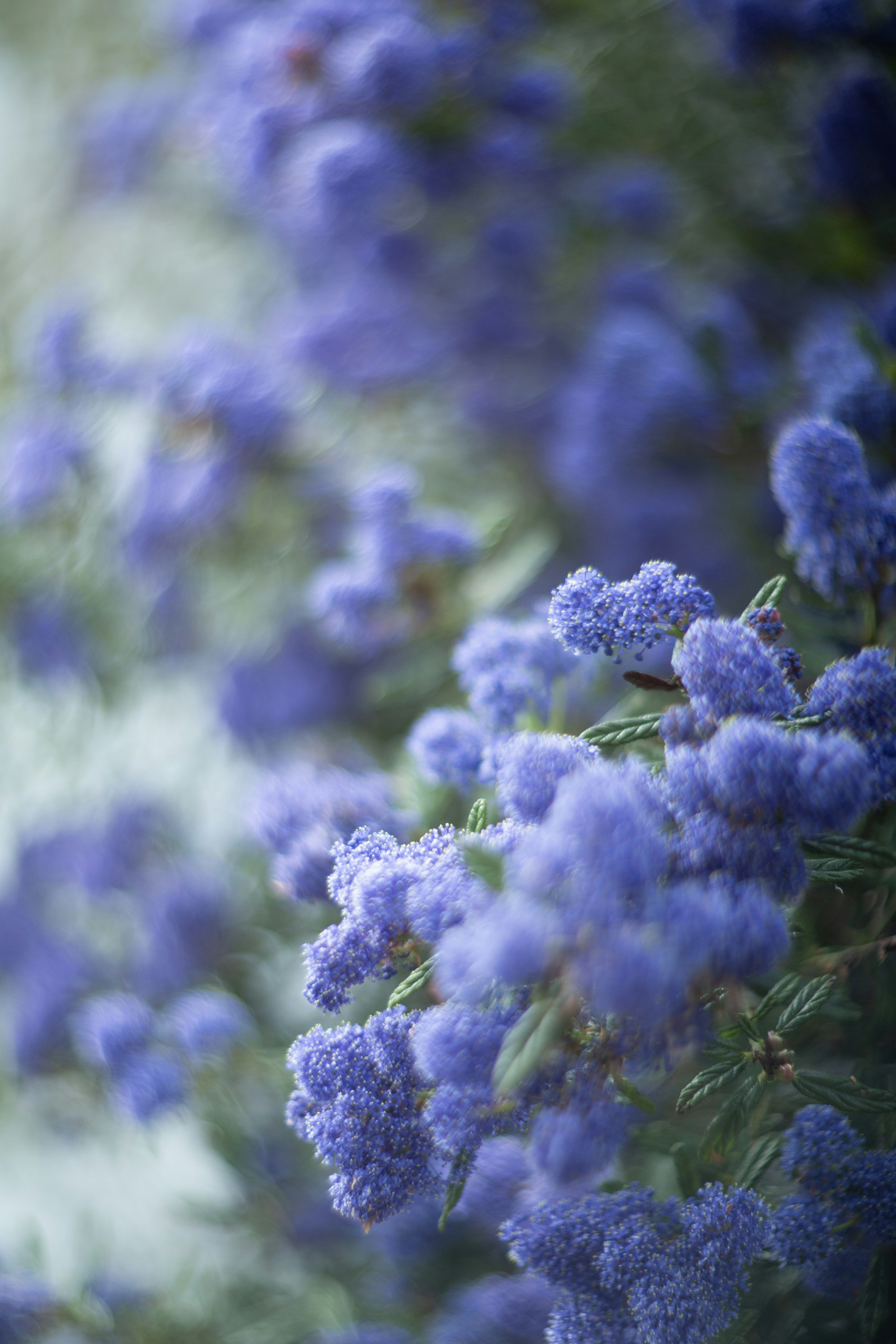 Photo by nazinamari