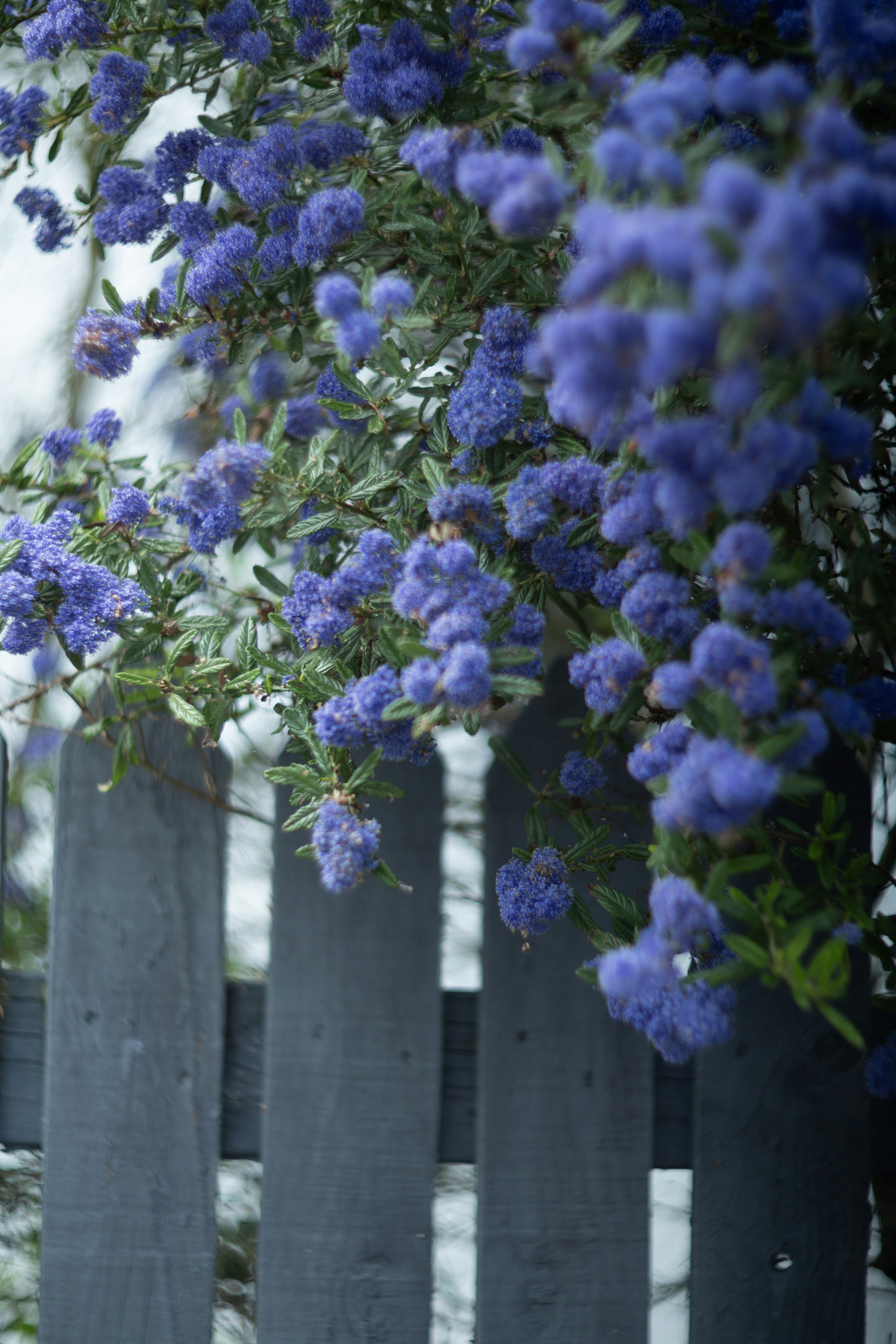 As glicínias roxas florescem abundantemente em uma treliça. foto – Imagem  grátis sobre Flor na Unsplash, image size:3000x4500