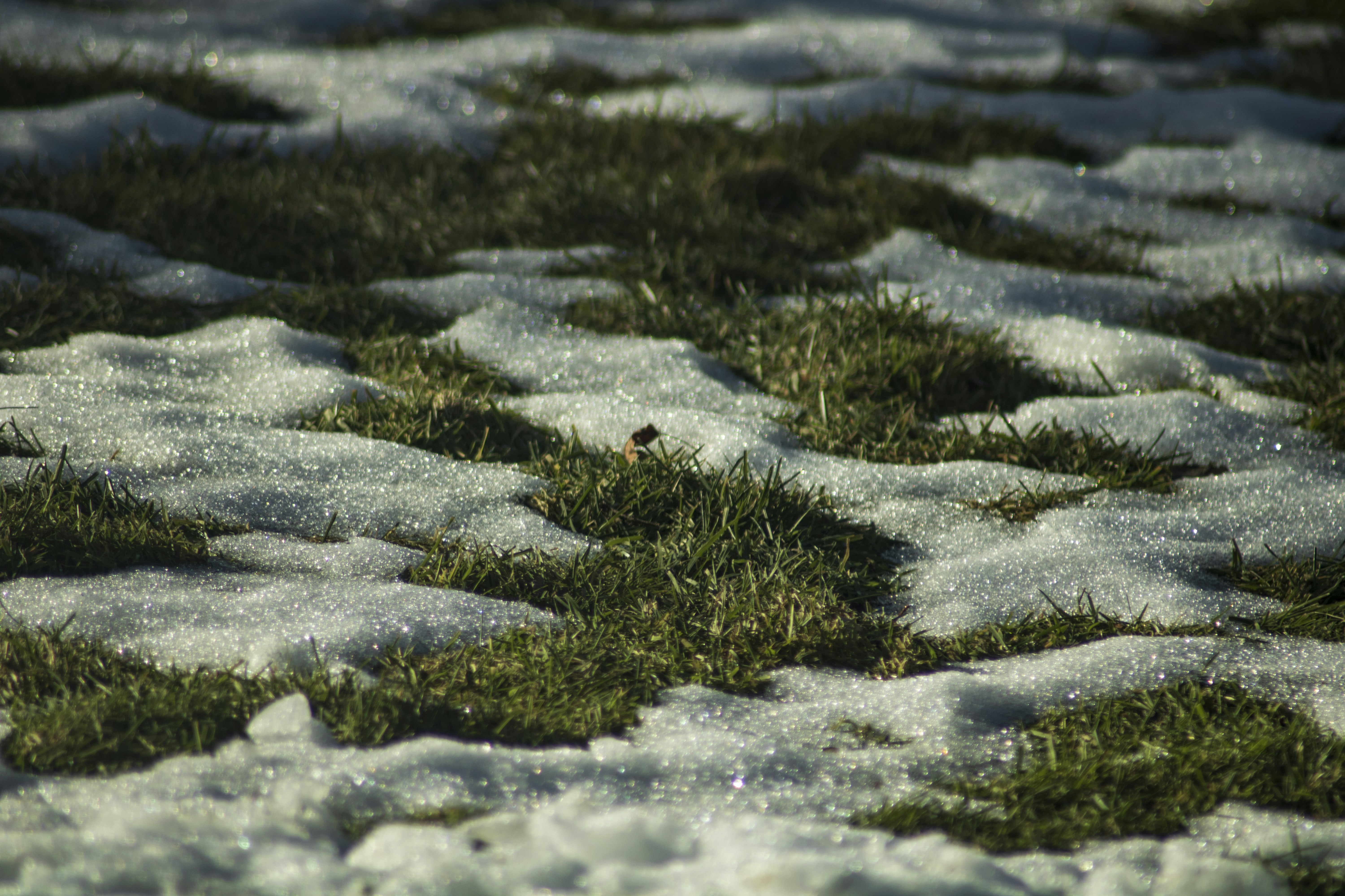 Patches of snow on green grass in sunlight