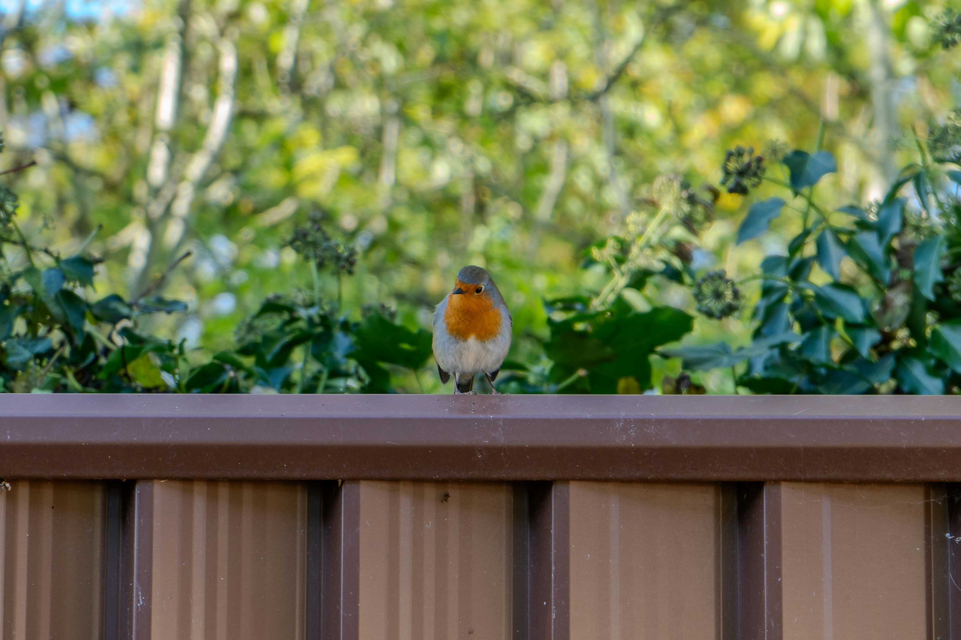 6 Backyard Bird Watching Tips for Storing Gear in Rainy Climates