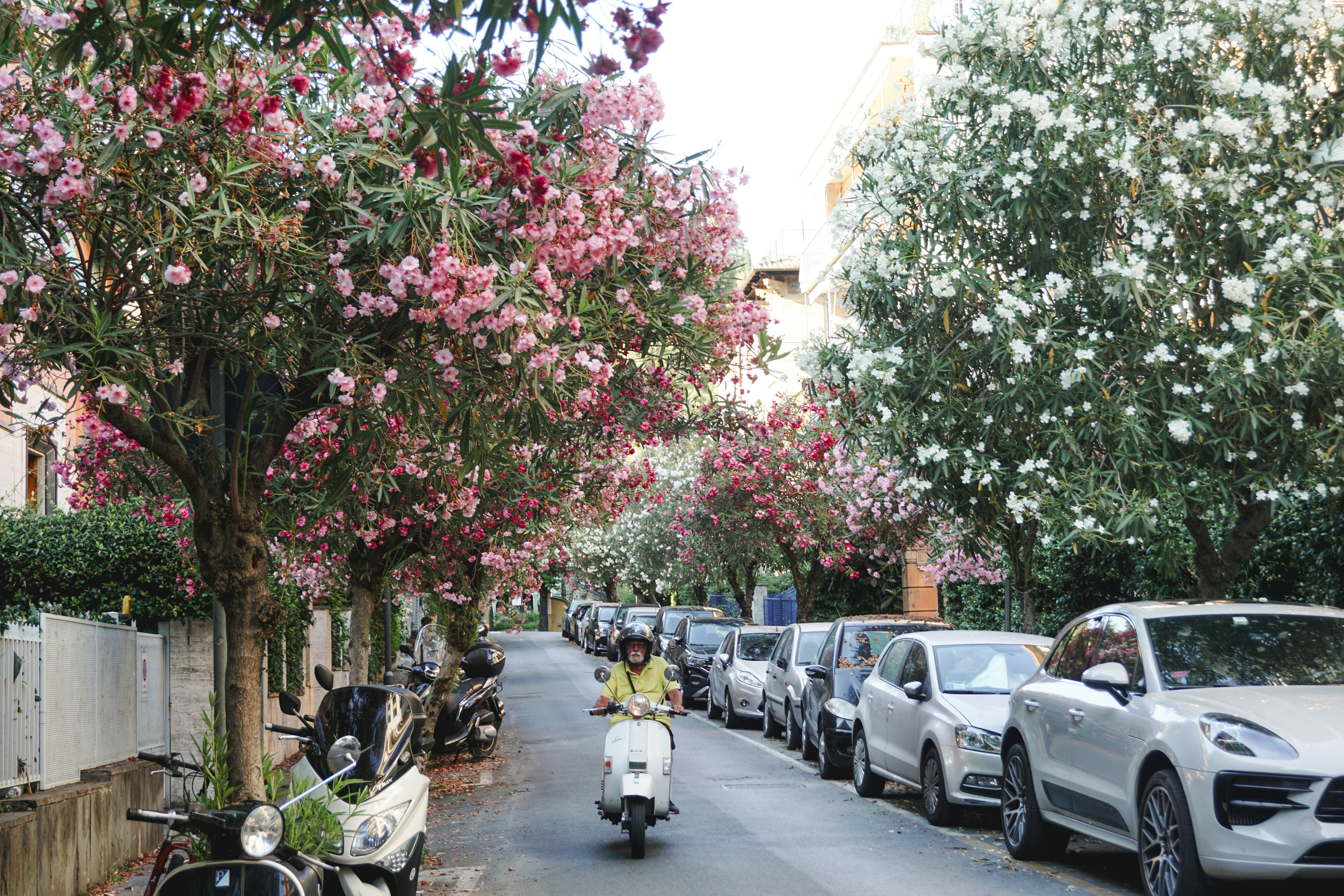 Person riding scooter down street lined with flowering trees.