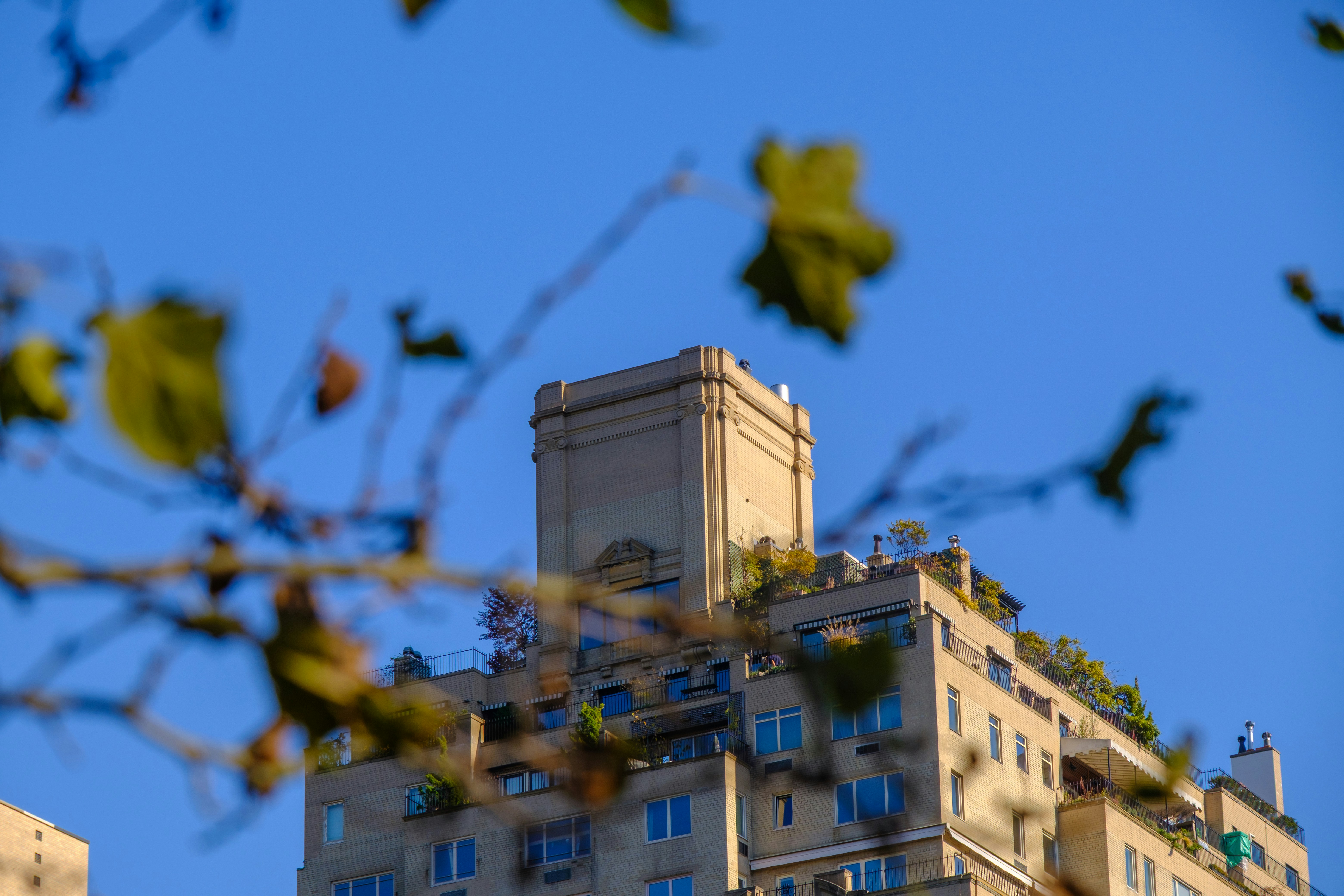 Building with rooftop plants