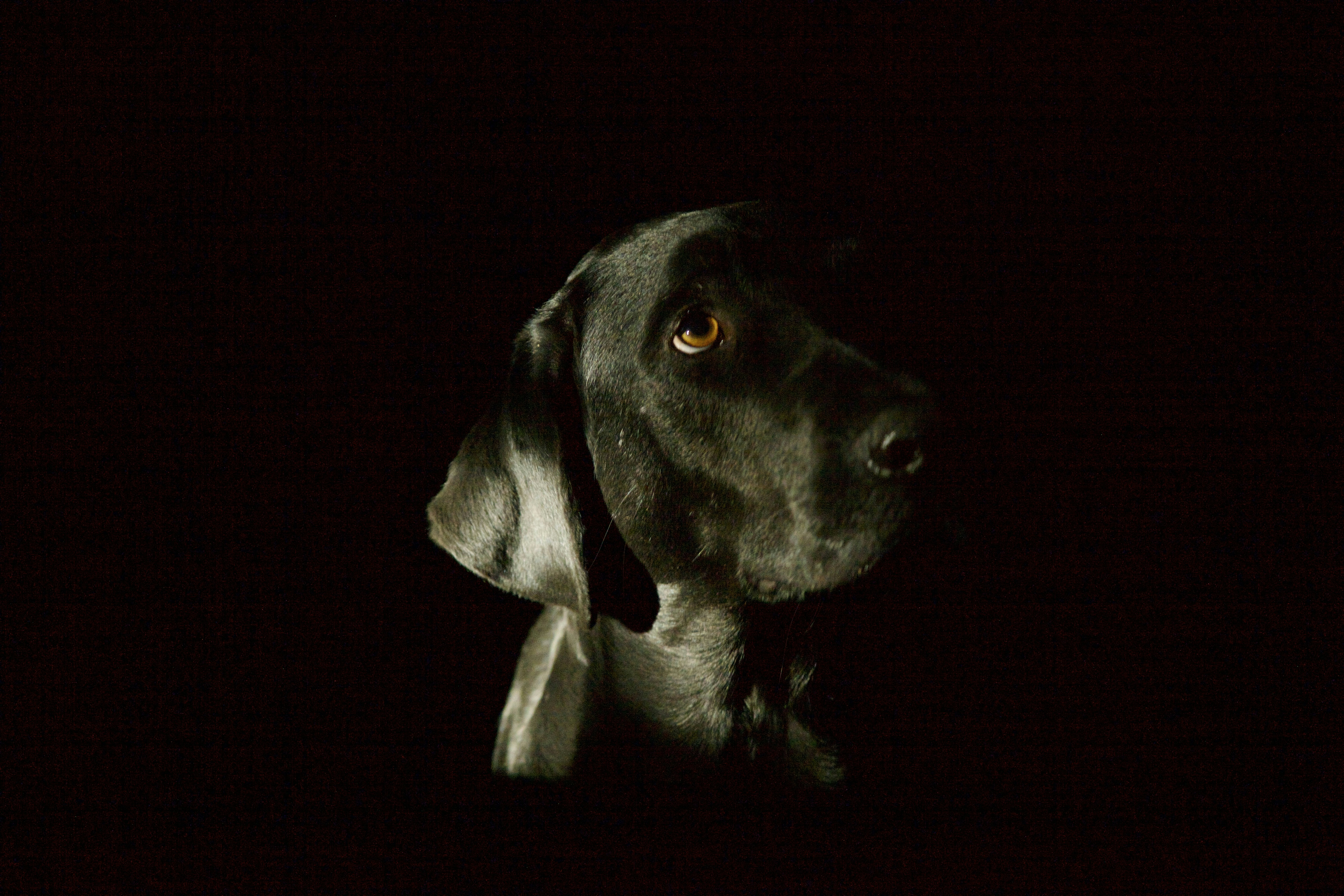 A black dog with brown eyes looks away.