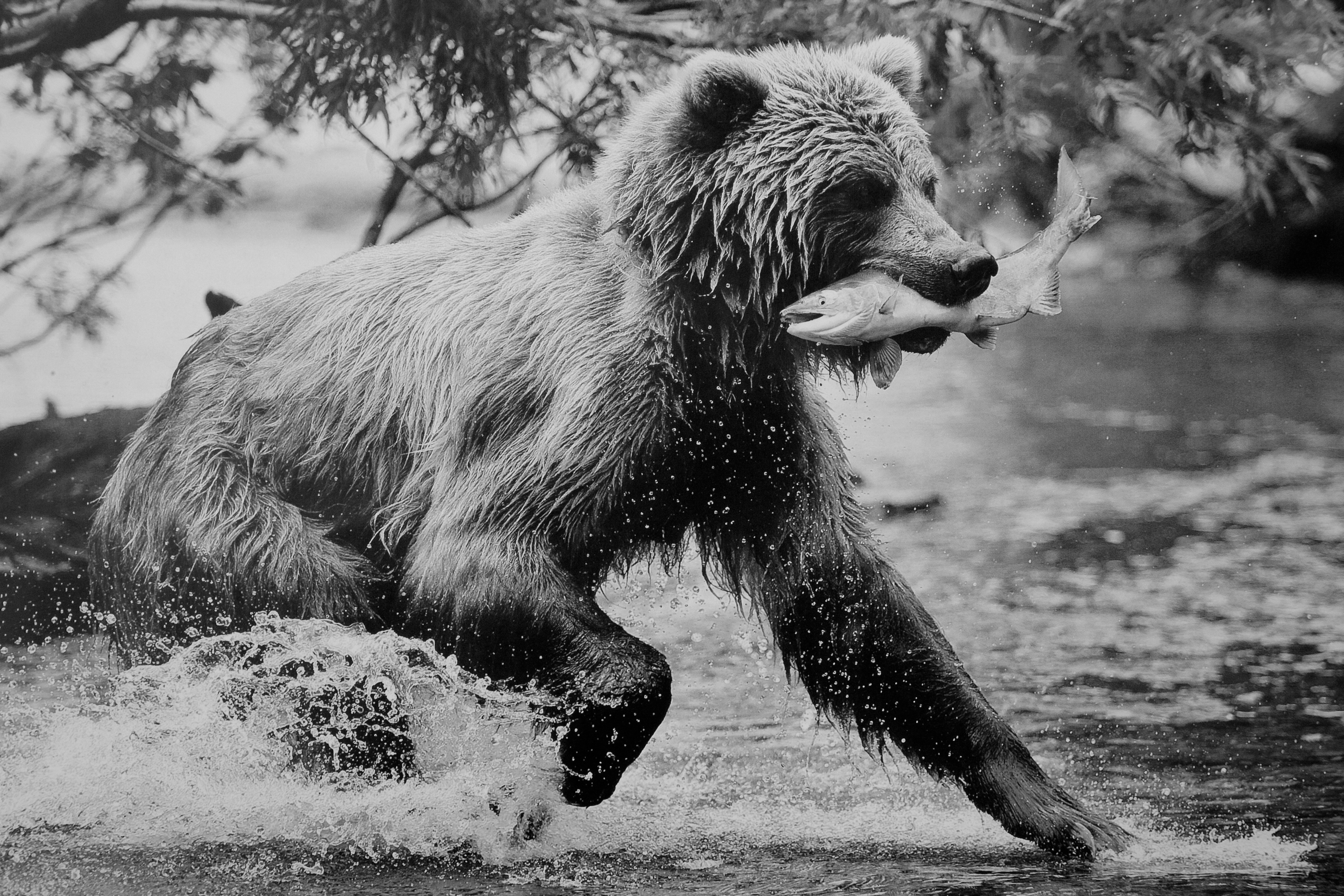 A bear catches a fish in a river