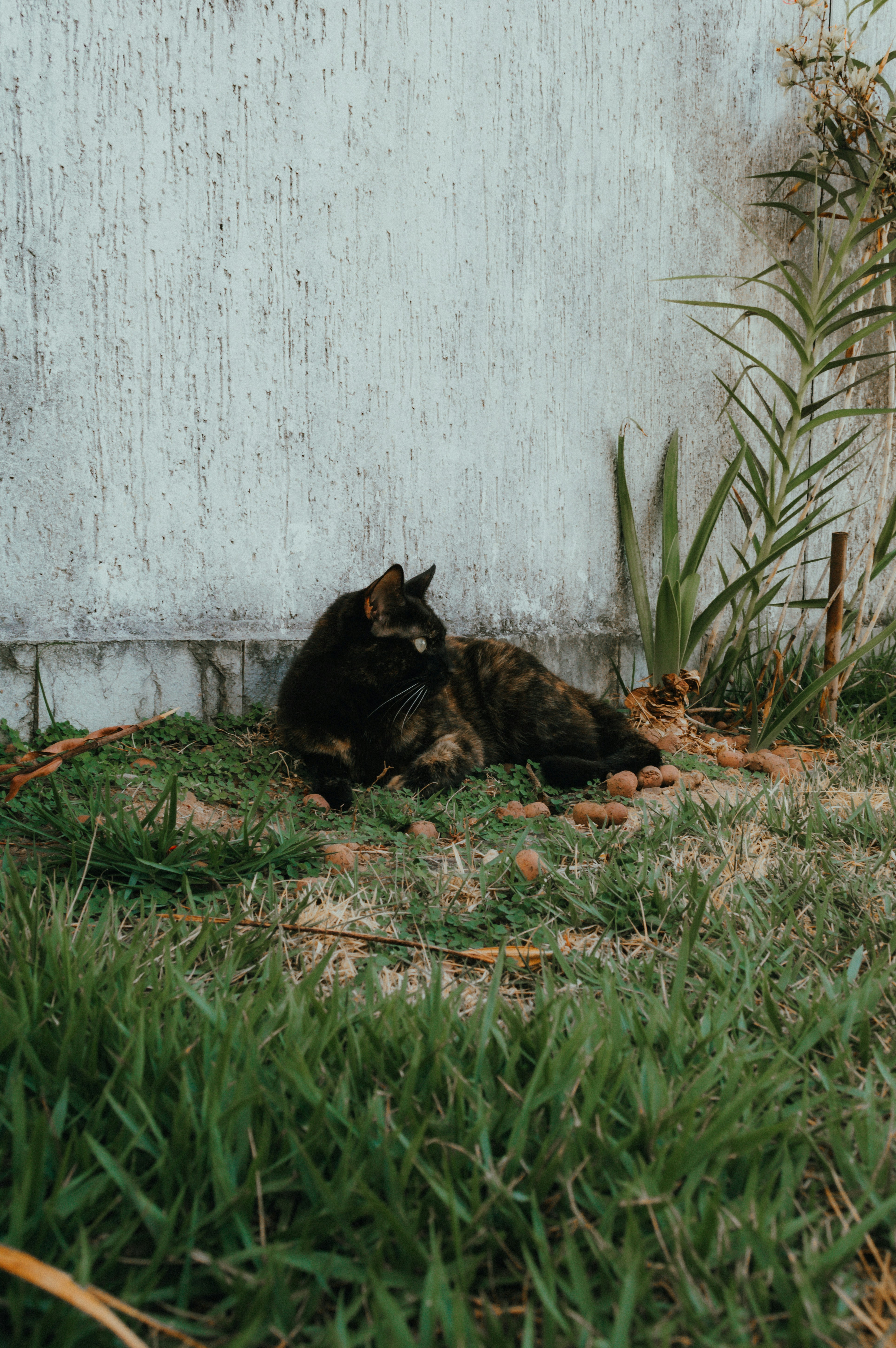 A tortoiseshell cat rests on grassy ground.