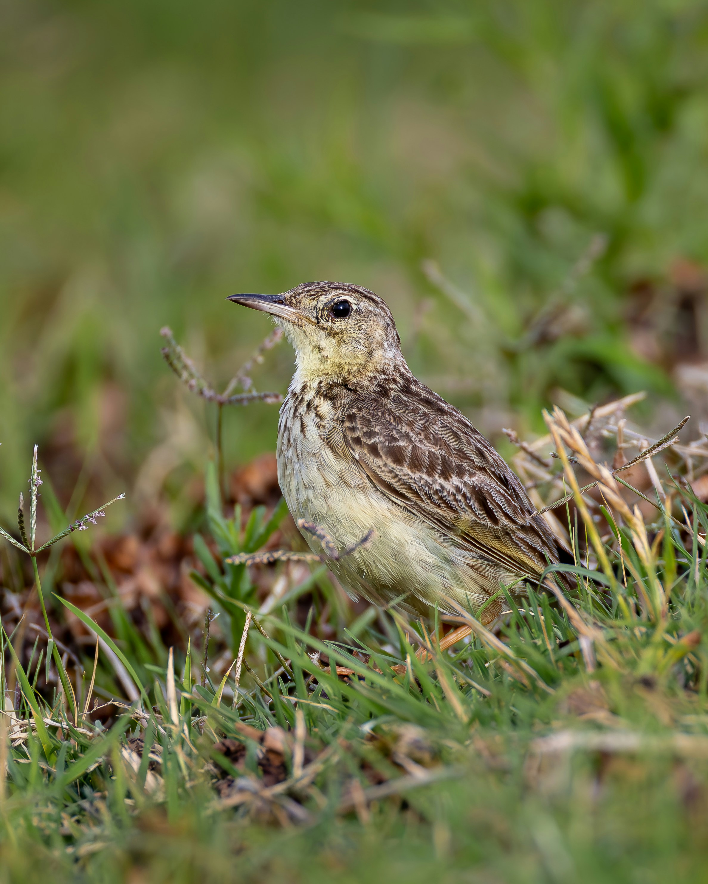 Photo by matheuskprot