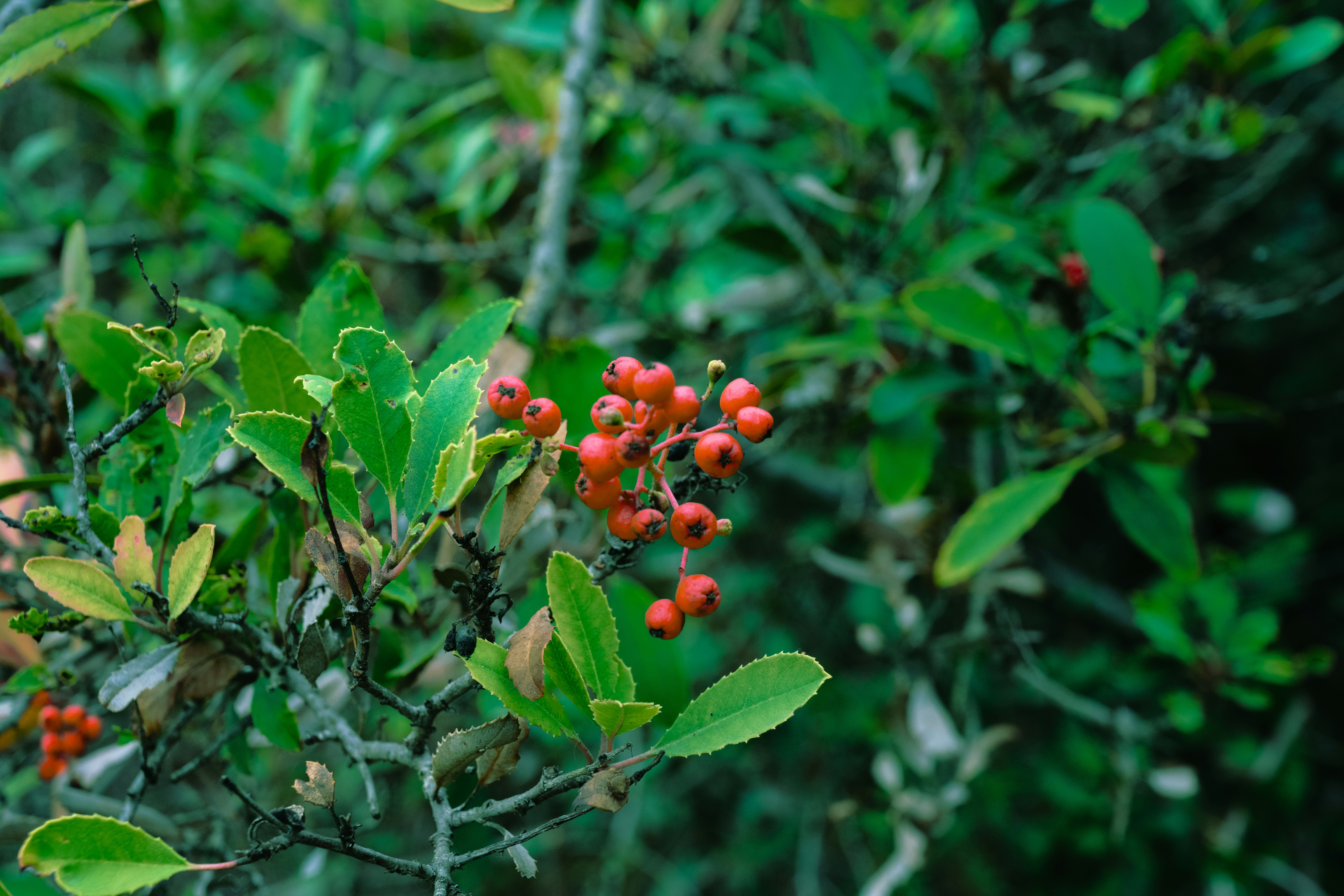 Photo by elijahjcobb