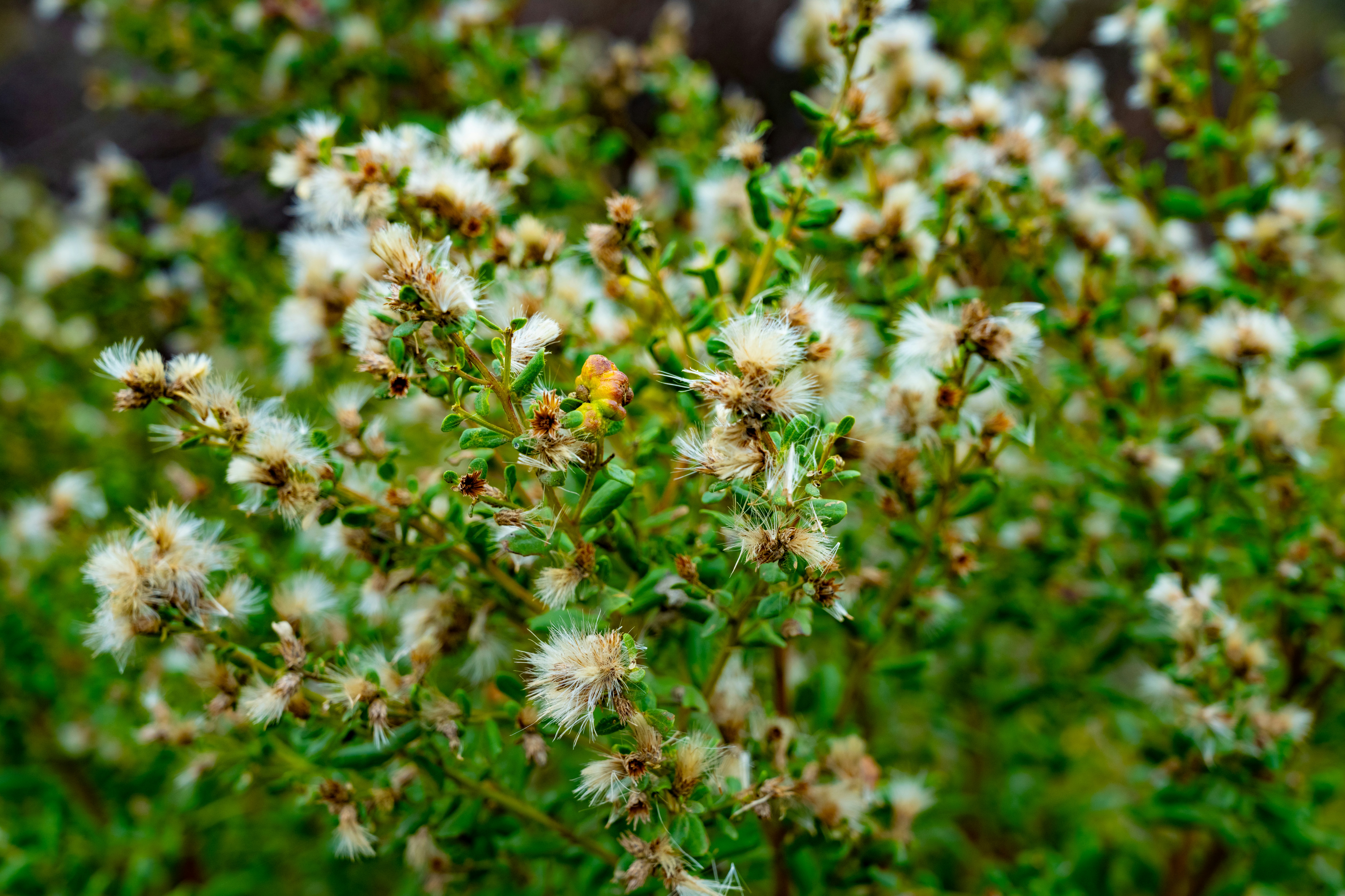 Photo by elijahjcobb