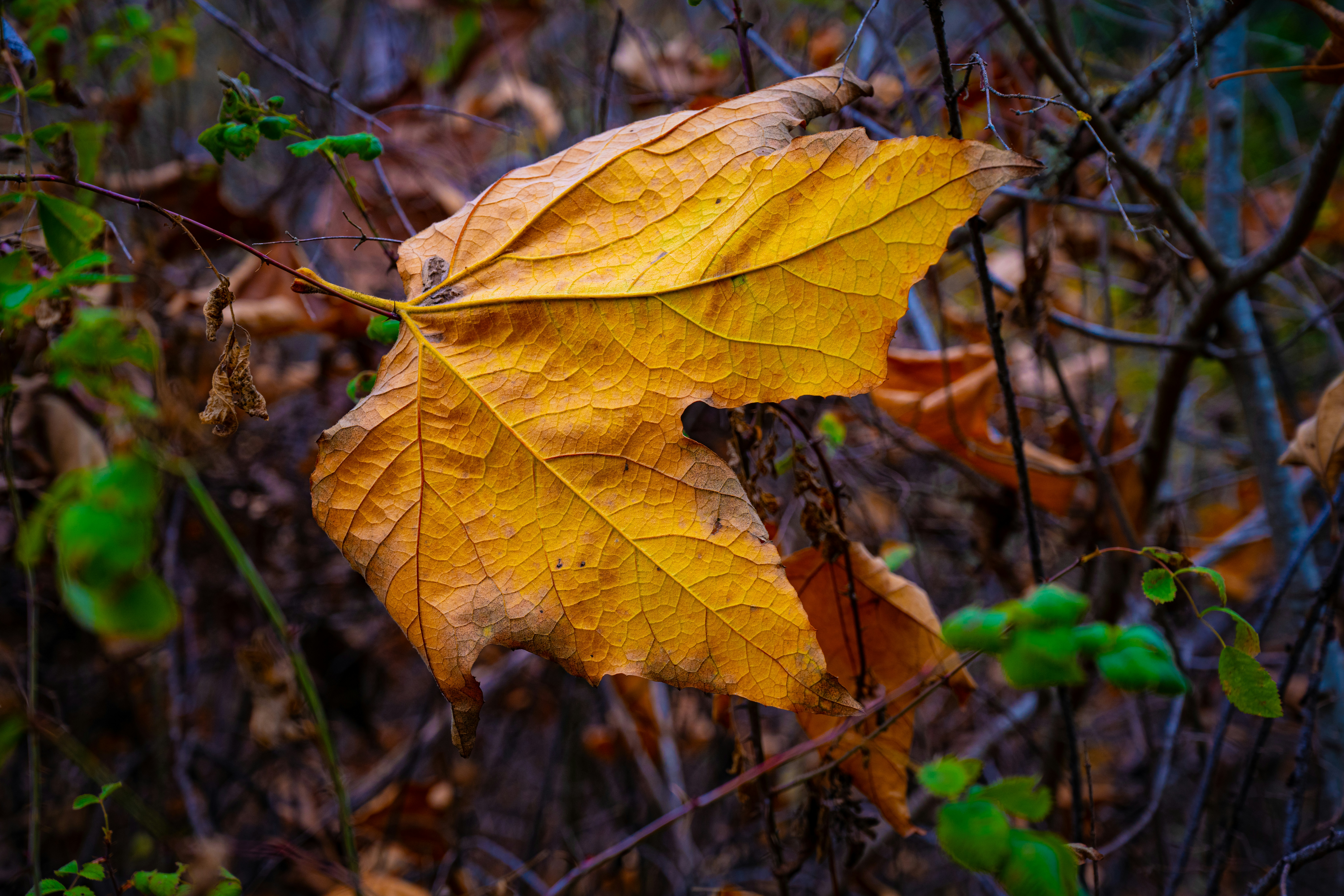 Photo by elijahjcobb