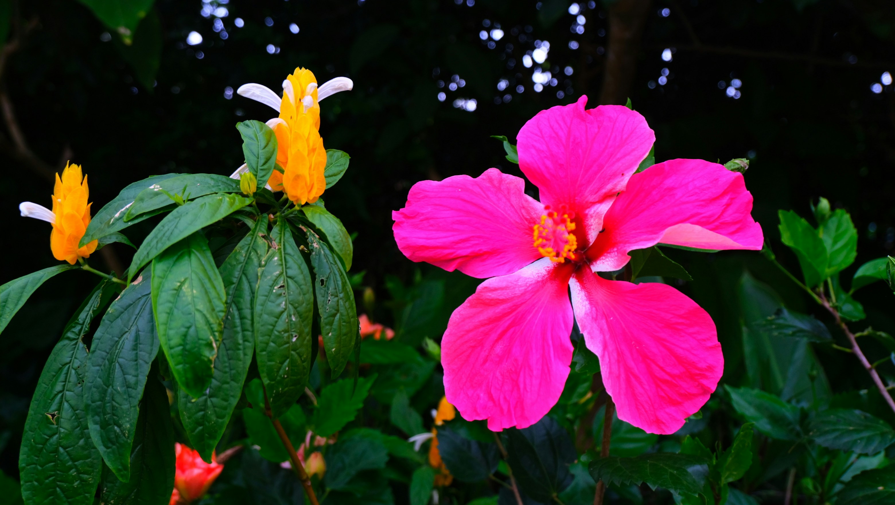 Photo by nancytigress