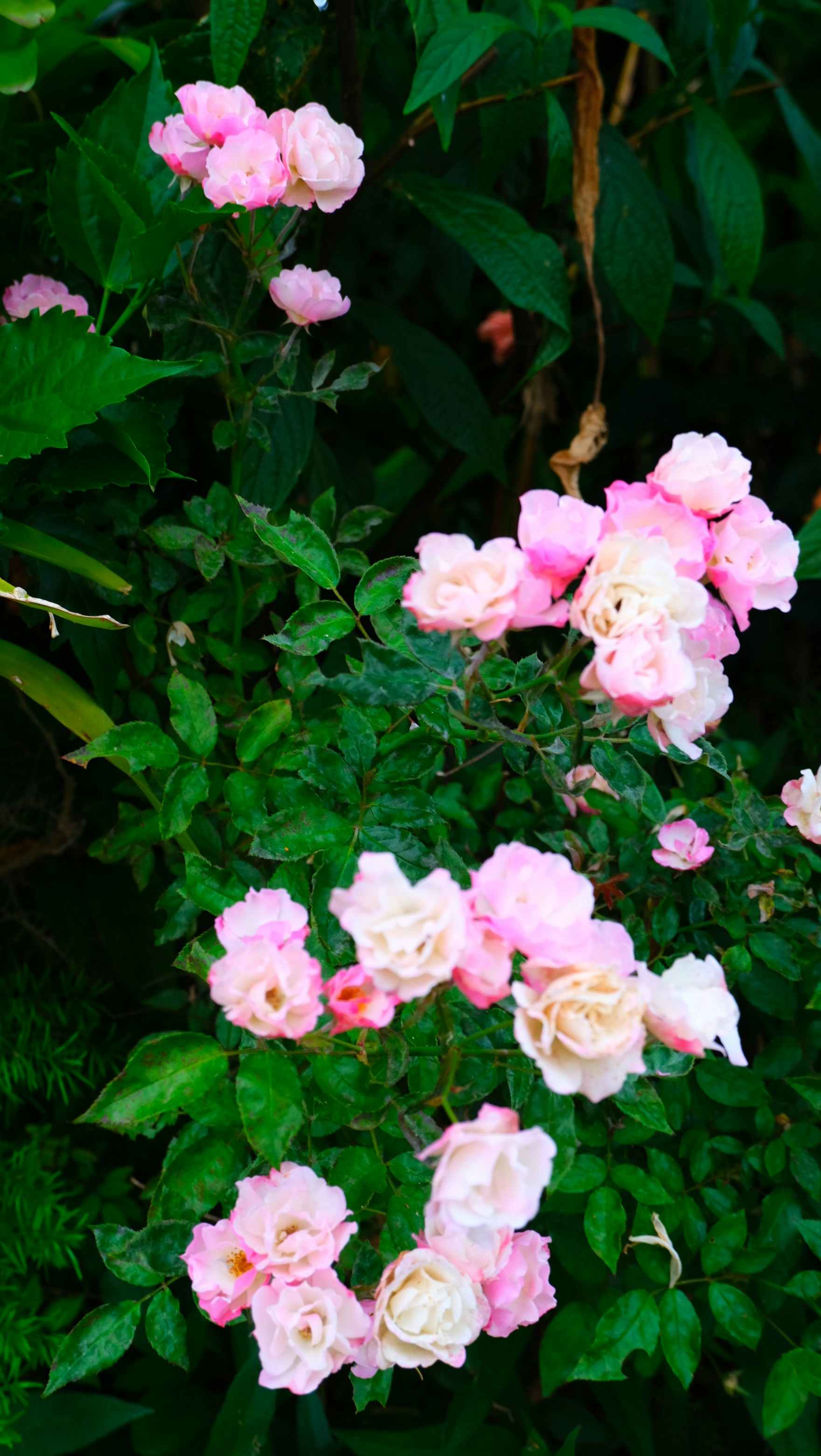 Photo by nancytigress