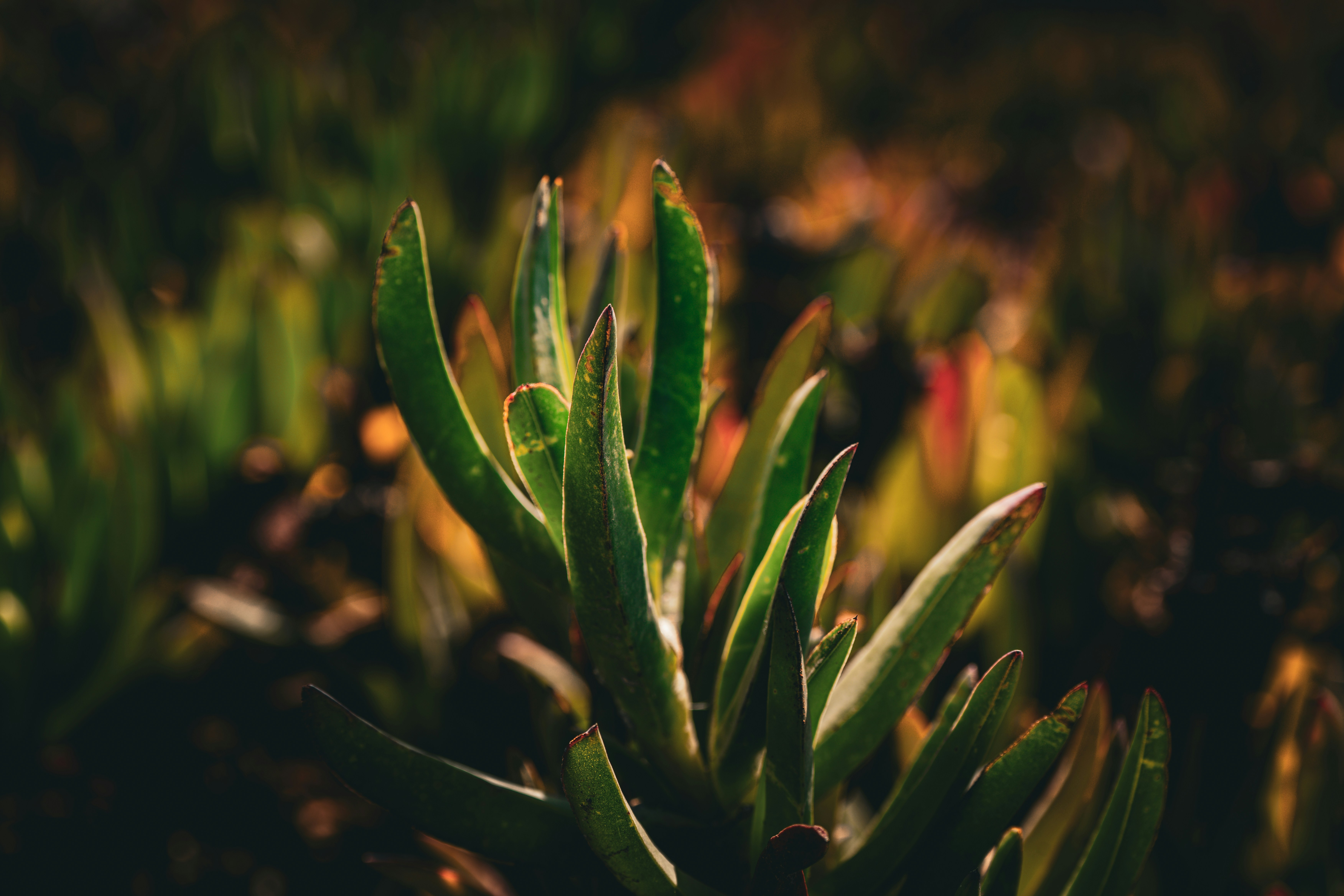 Close-up of a succulent plant with green leaves.