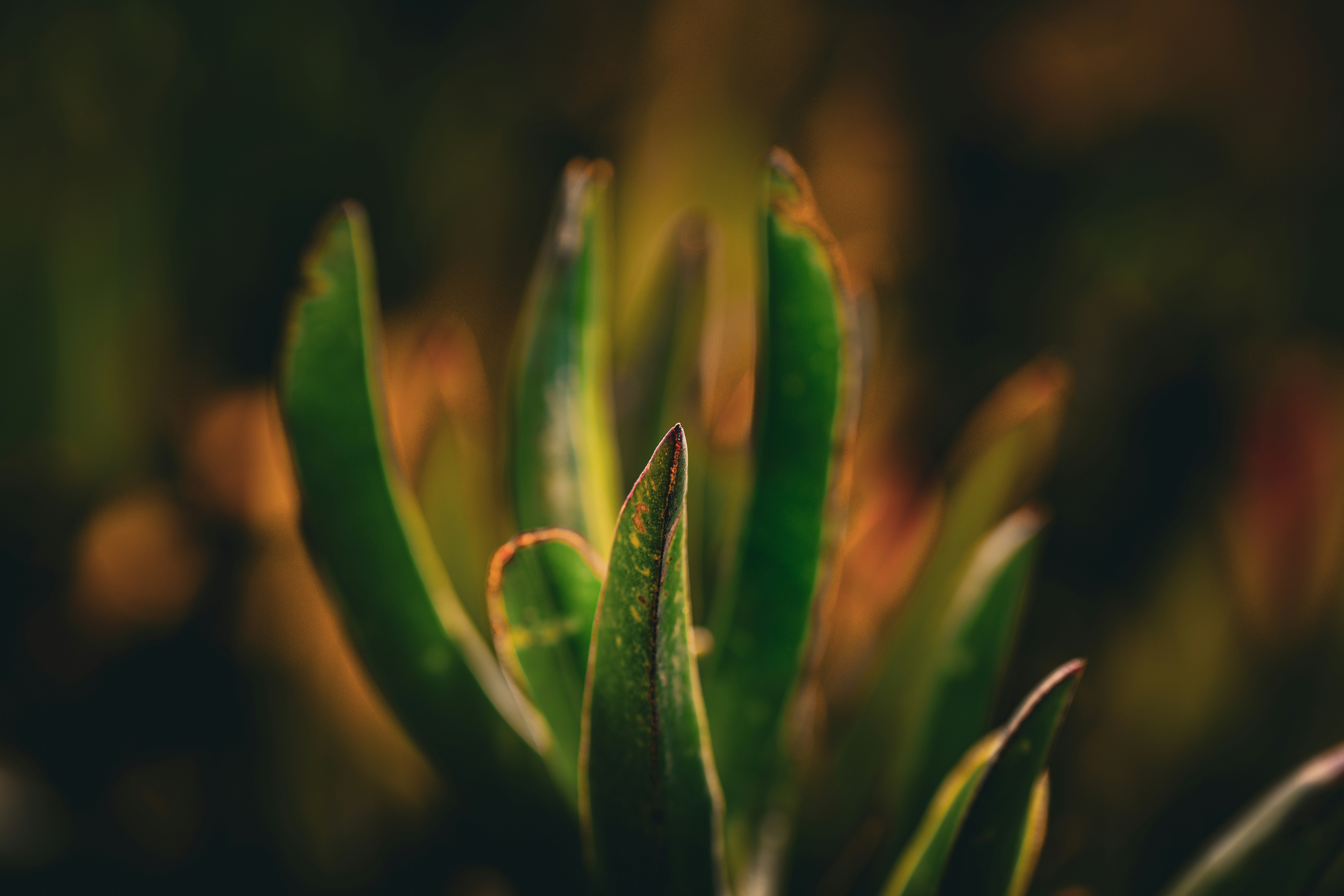Close-up of succulent plant leaves with blurred background