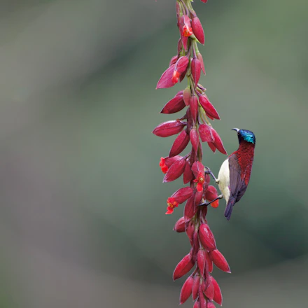 A small bird perches on a red flower stalk.