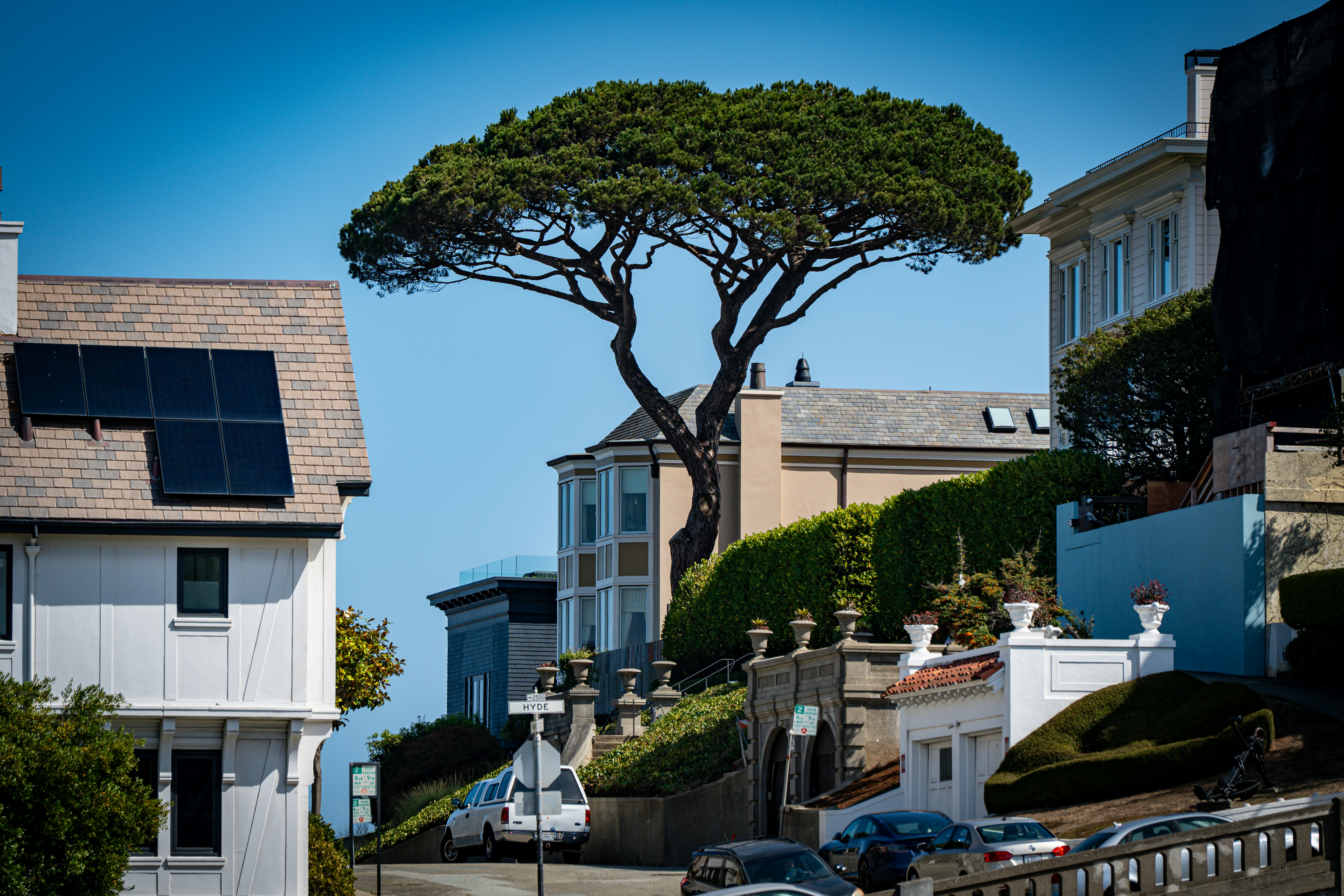 Árbol grande en un día soleado con casas.