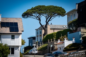 Large tree on a sunny day with houses.
