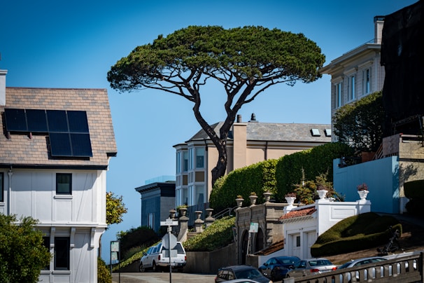 Large tree on a sunny day with houses.