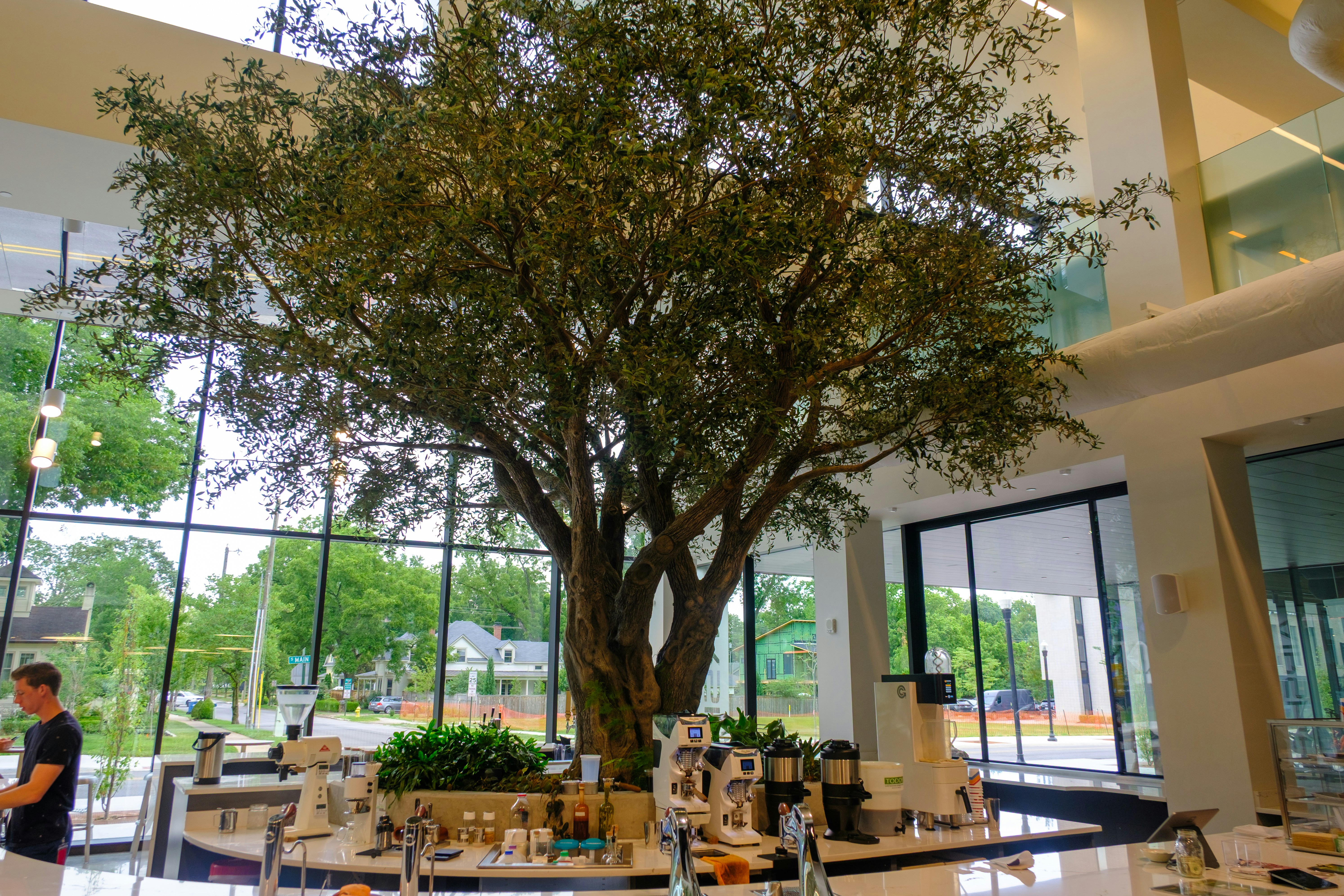 Large indoor tree with coffee bar and large windows