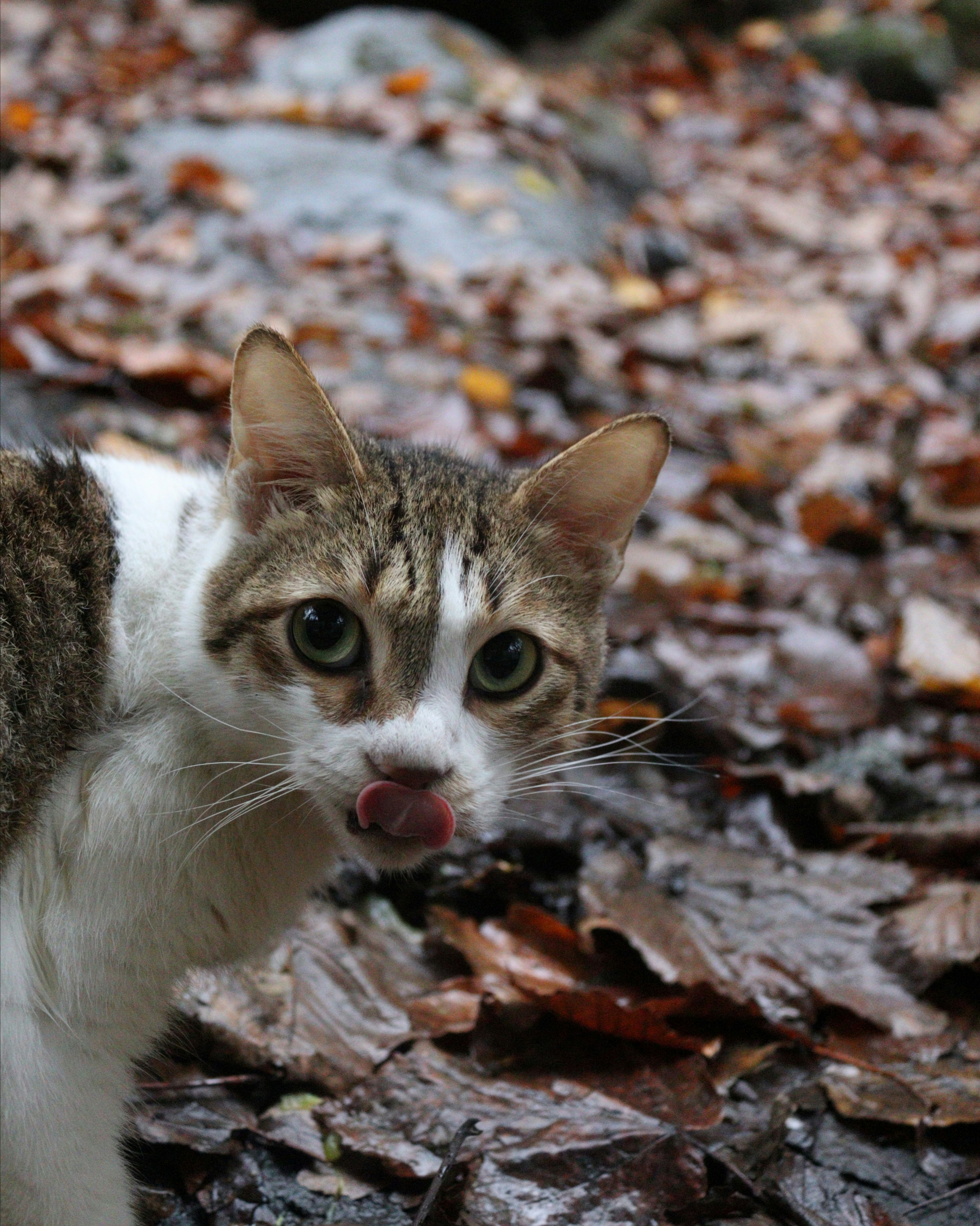 A tabby and white cat licks its nose outdoors.