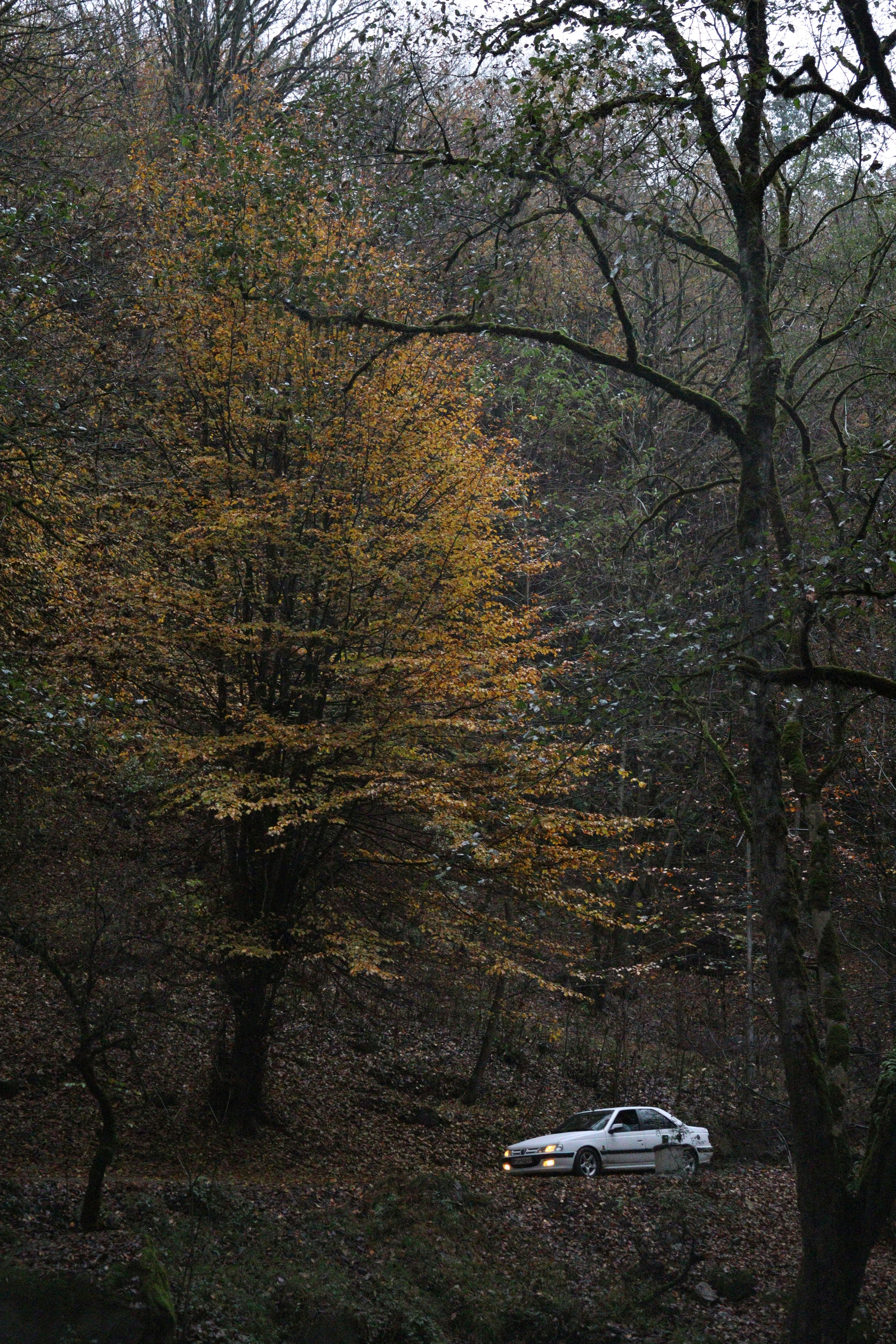 A white car drives on a forest road in autumn.