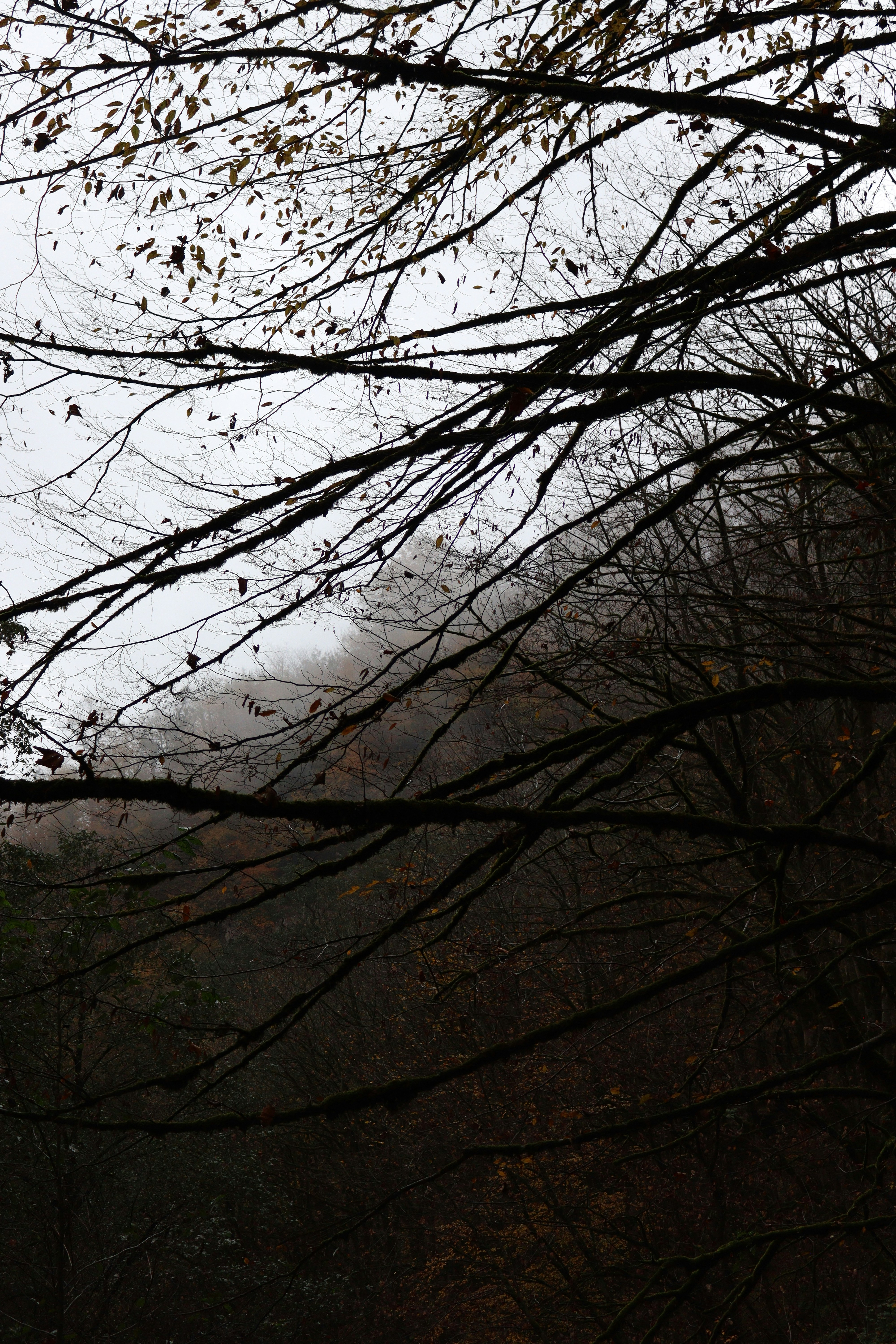 Bare tree branches against a foggy forest background
