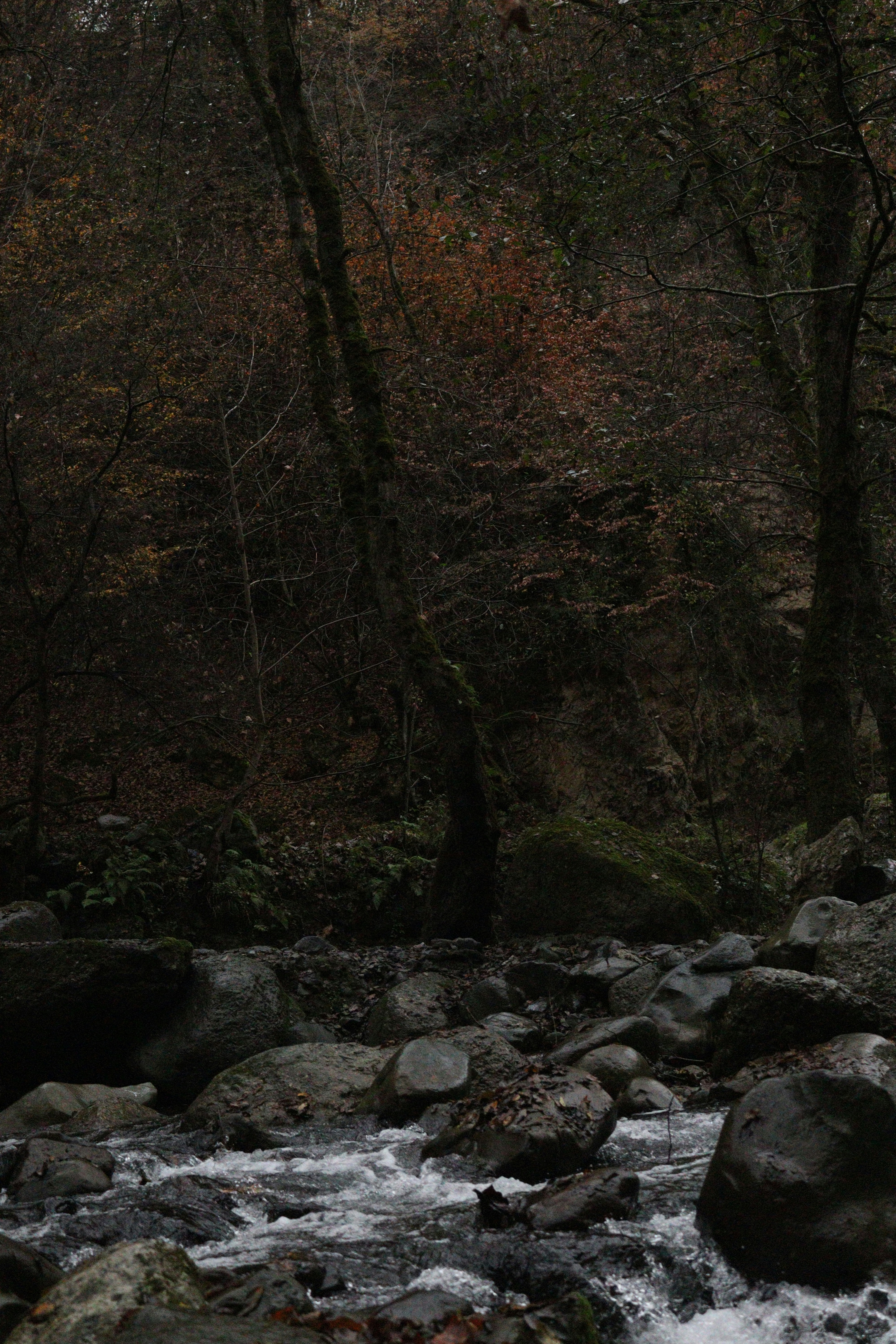 A rocky stream flows through a dark, wooded forest.
