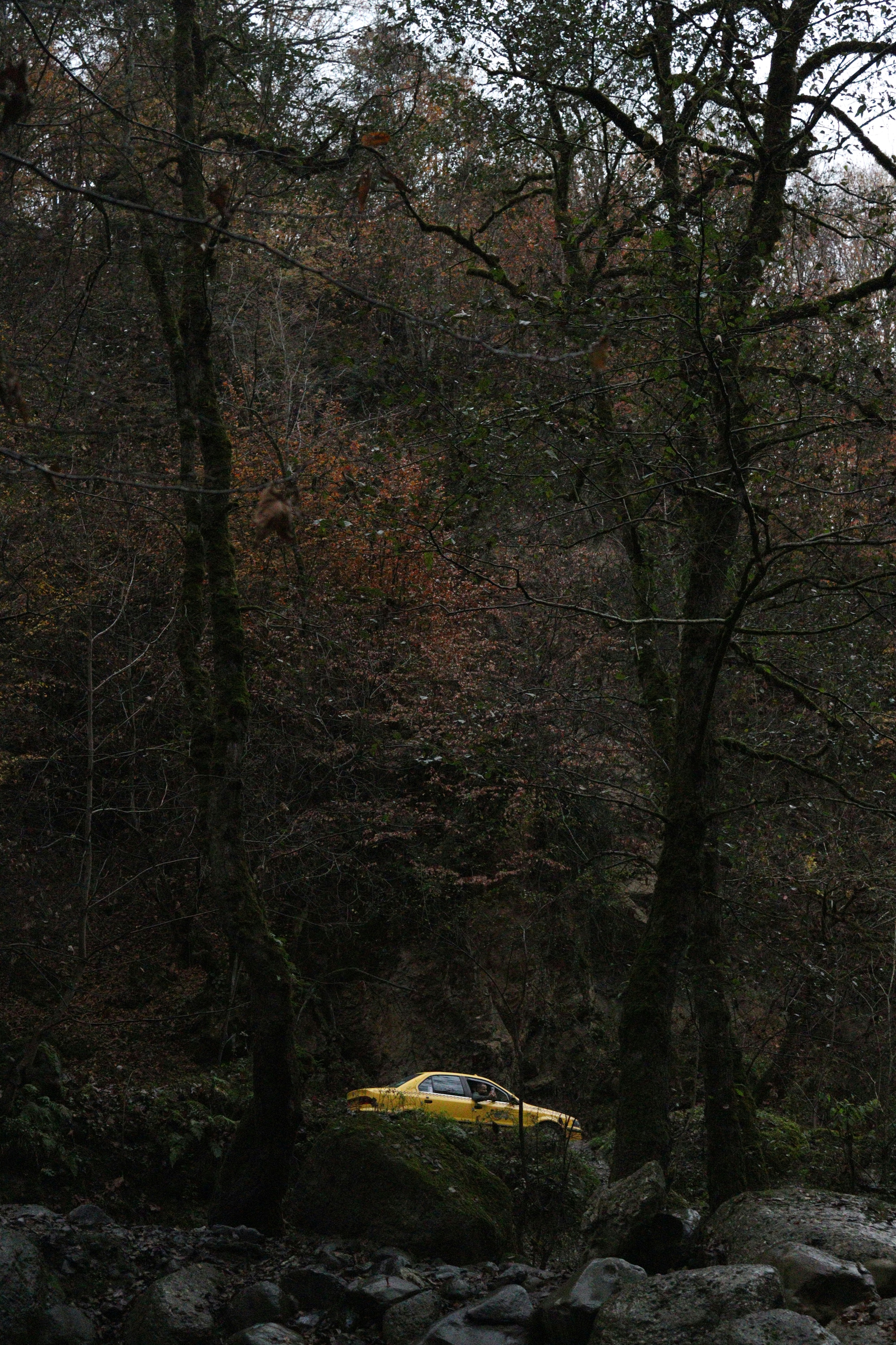 Yellow car parked in a dark, wooded area.
