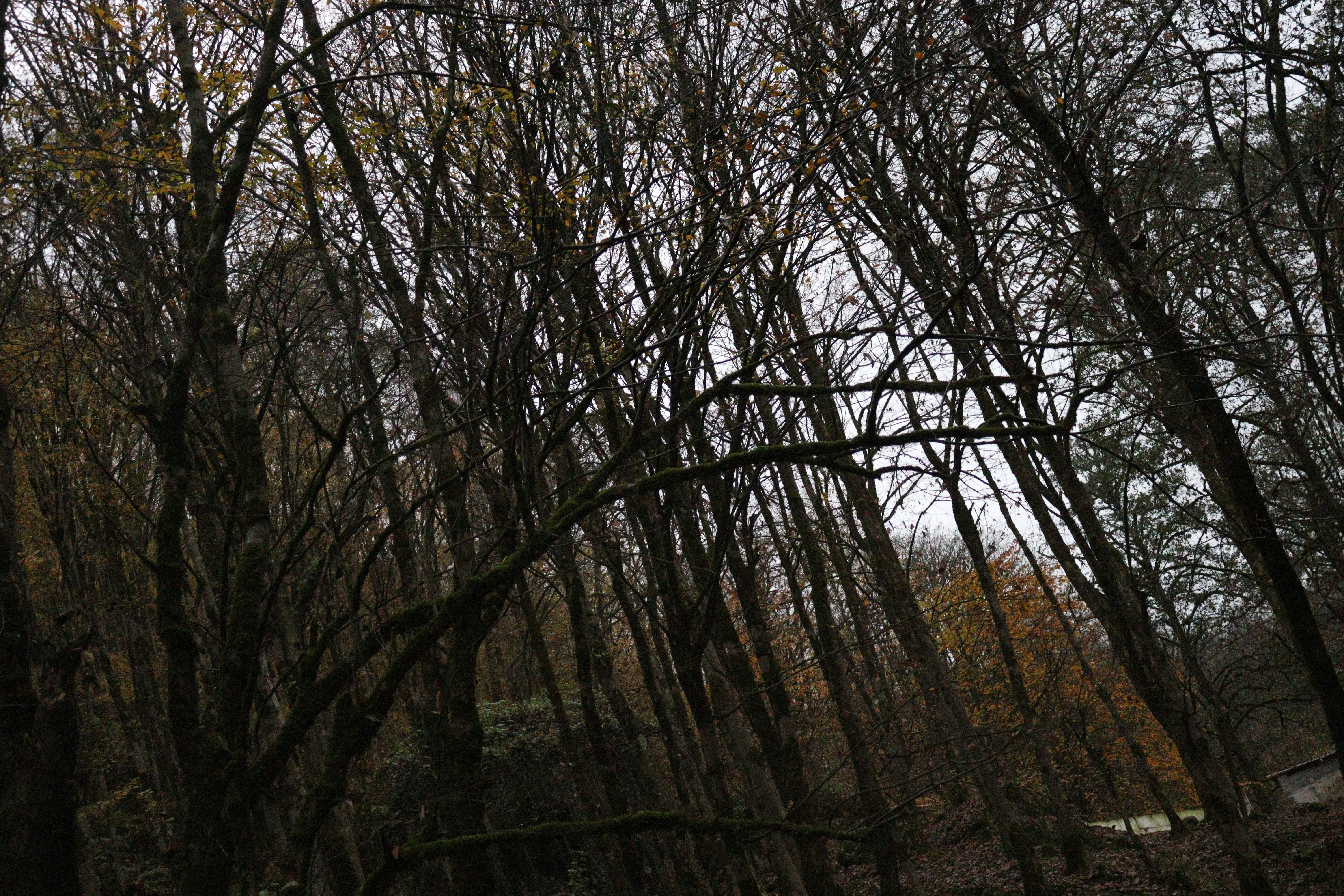Bare trees in a dark, moody forest setting.