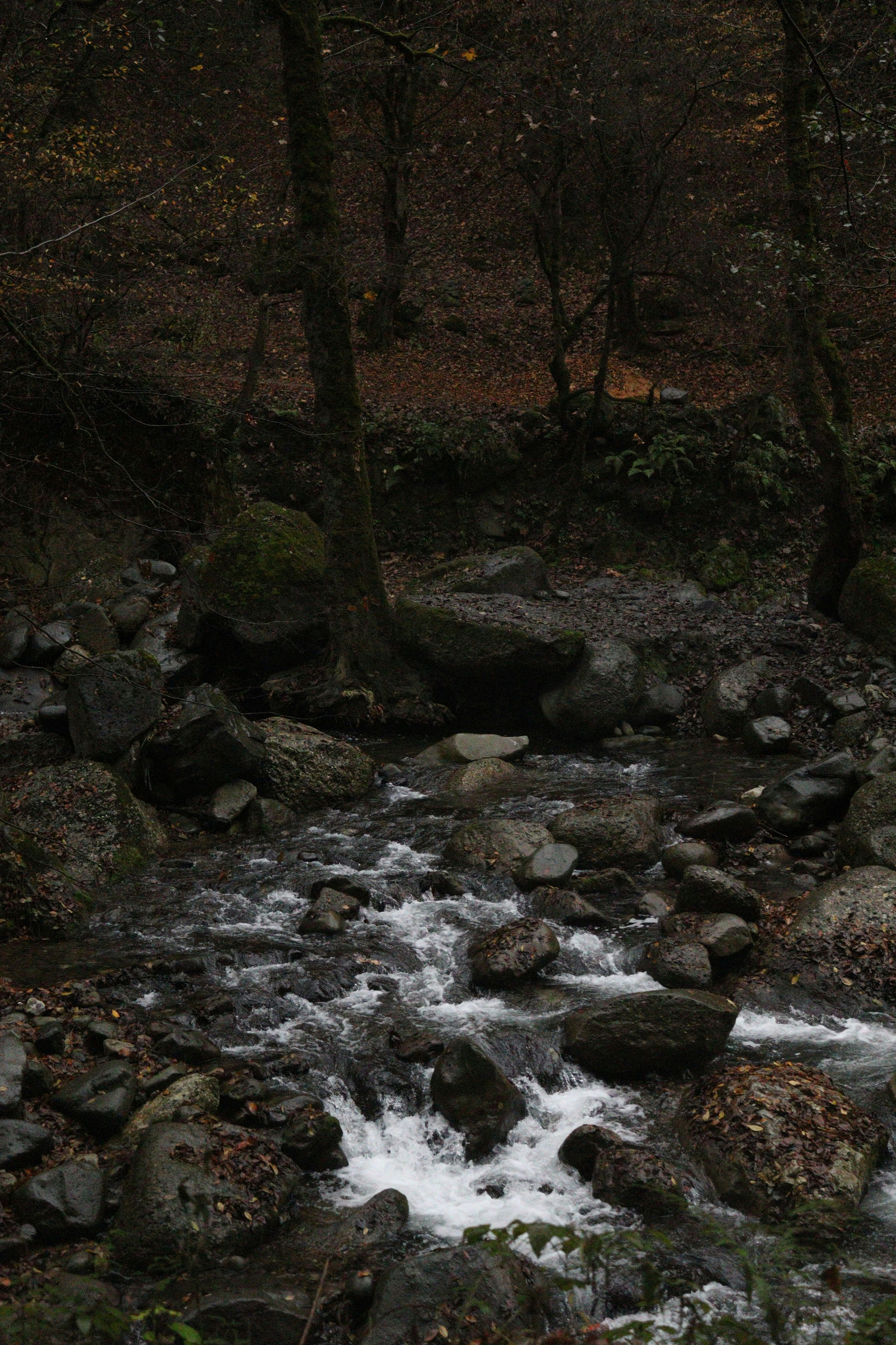 A rocky stream flows through a dark, wooded forest.