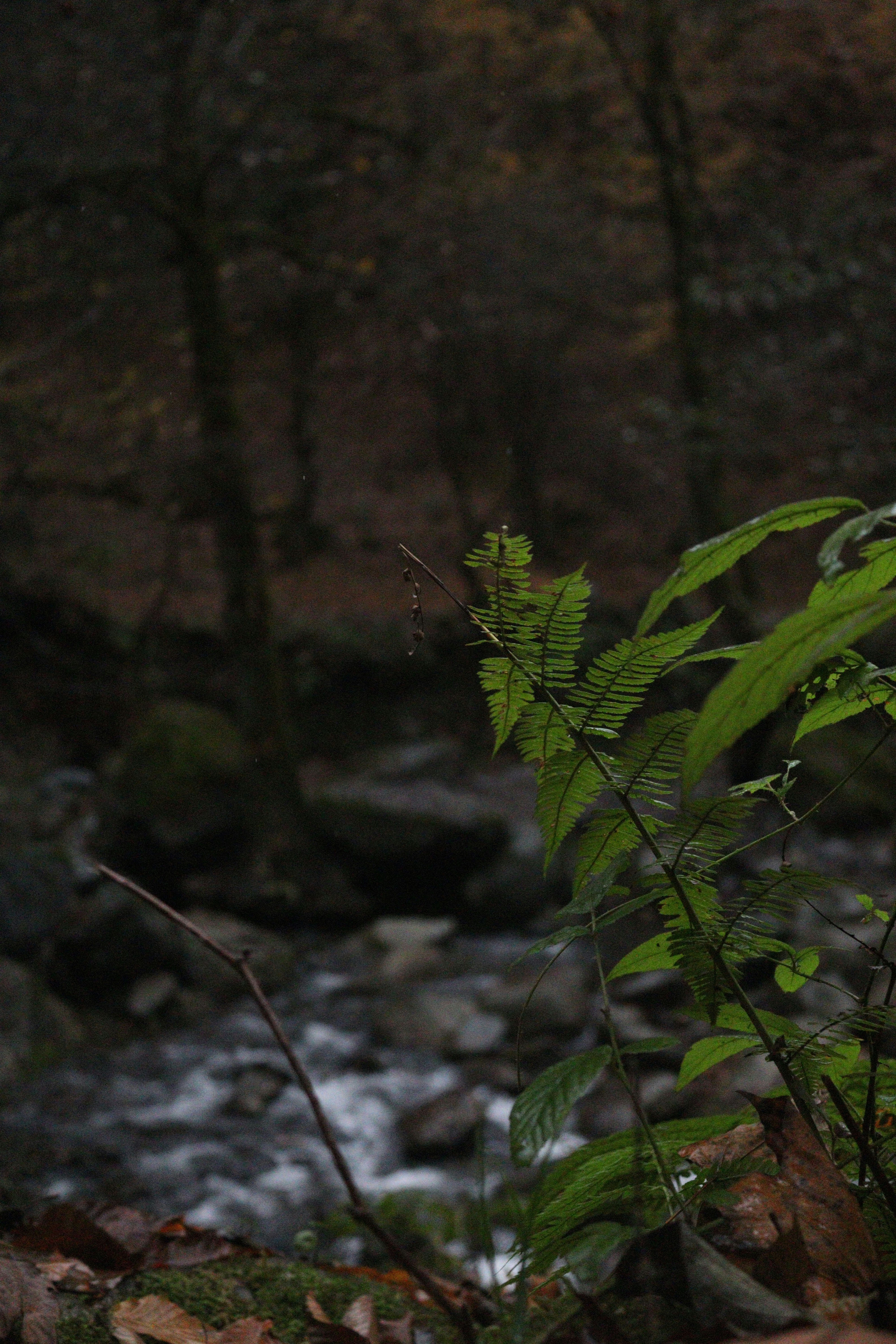 Green fern leaves in a dark forest setting.