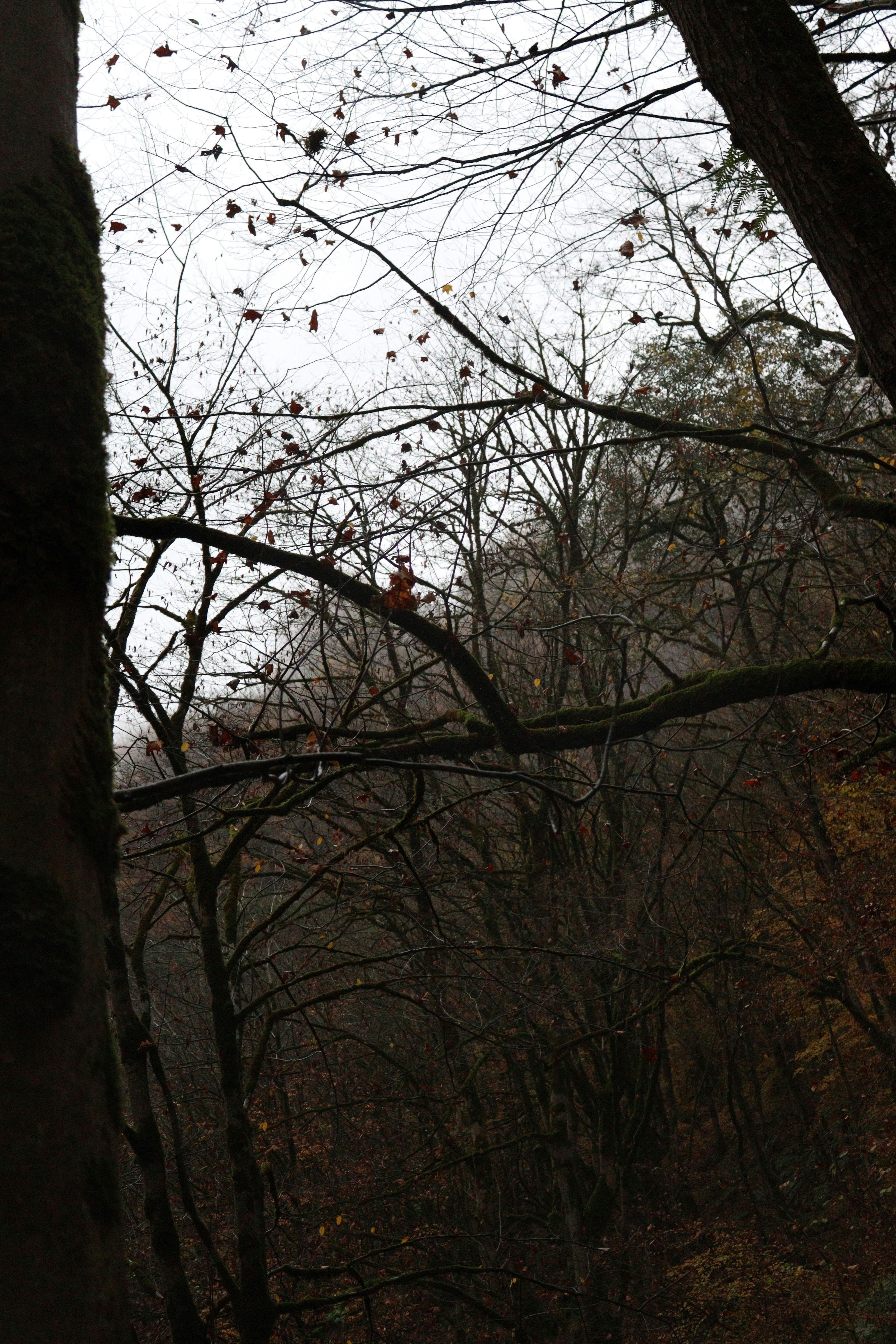Bare trees in a dark, misty forest setting.