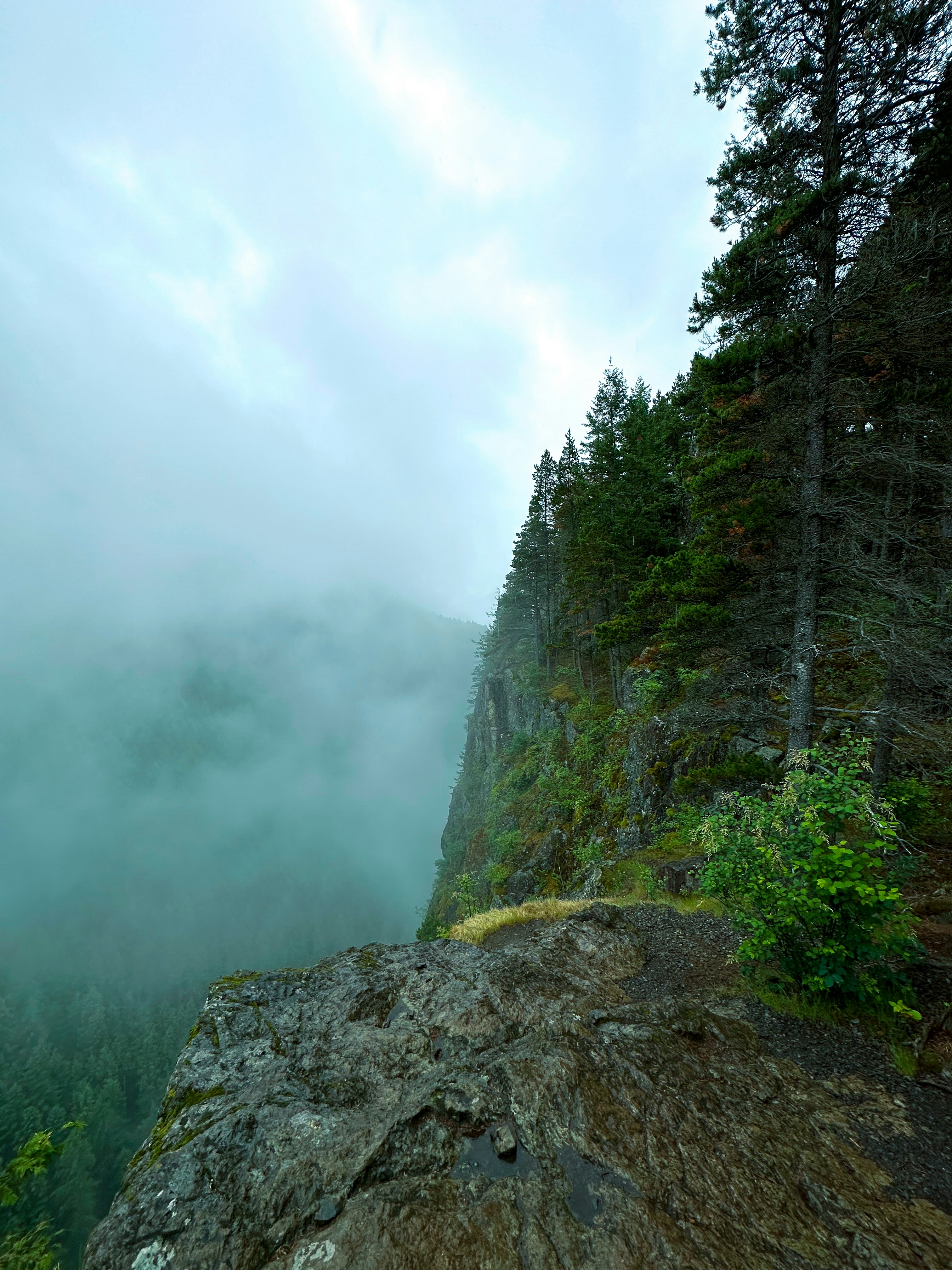 Misty forest cliffside with evergreen trees and fog.