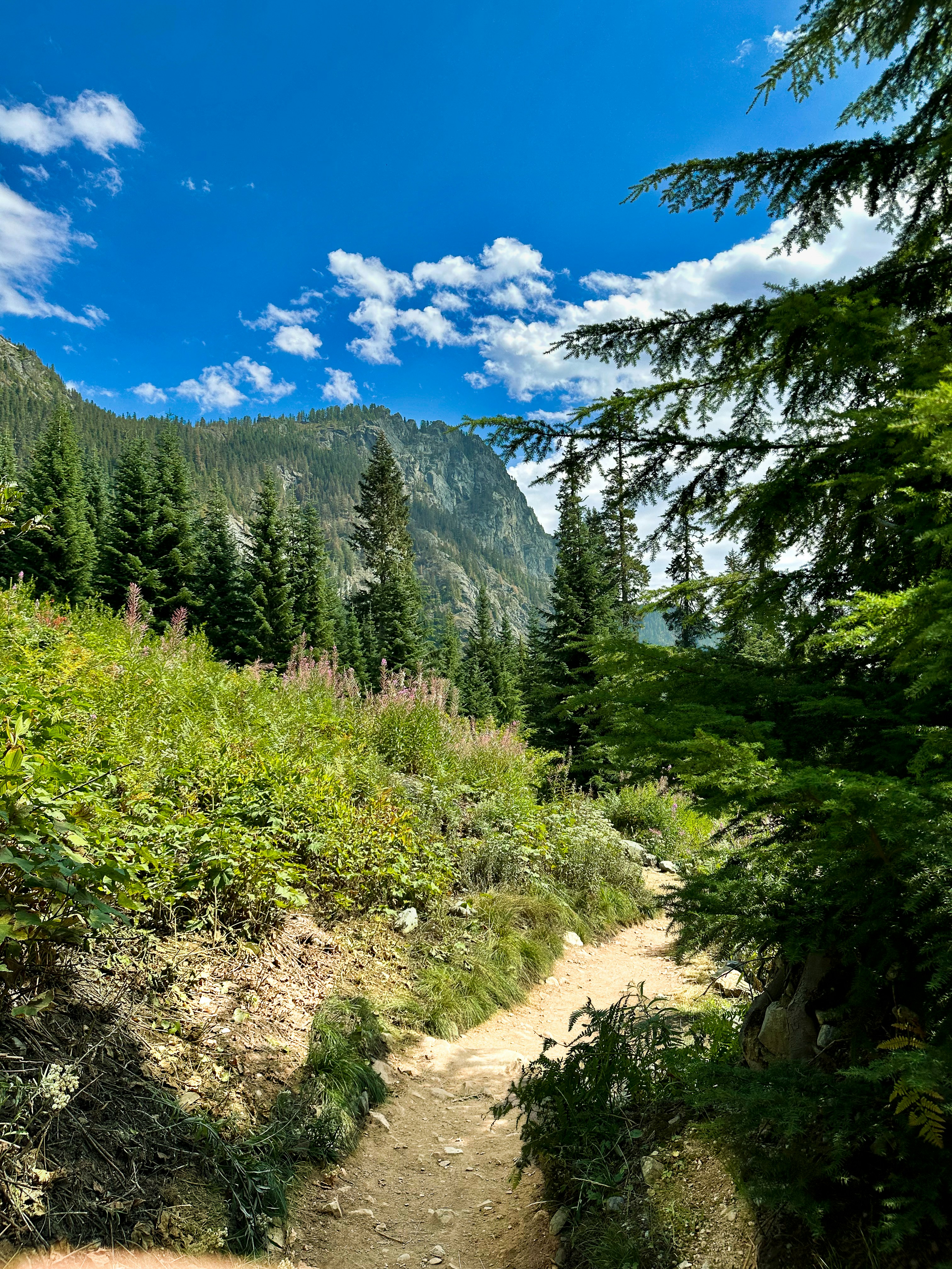 A scenic mountain trail surrounded by lush green trees.