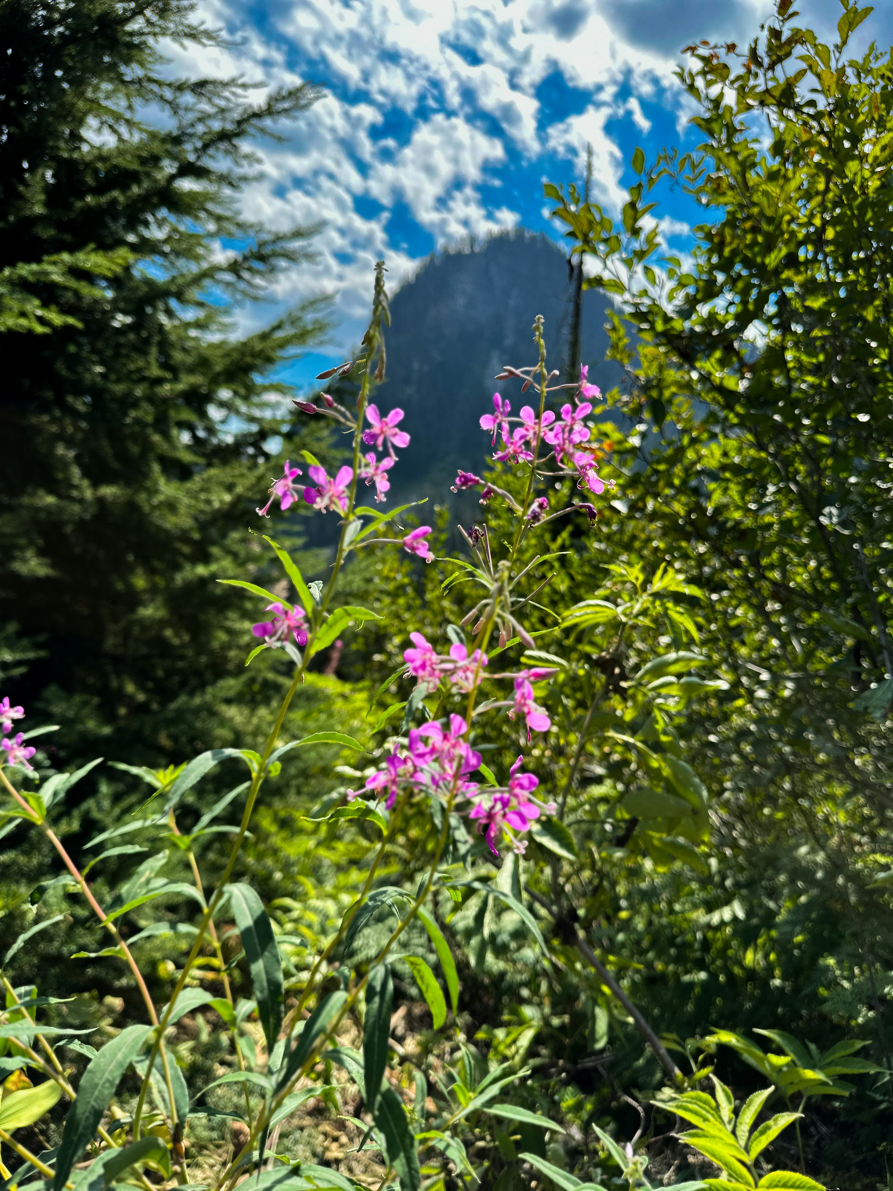 Pink wildflowers bloom with mountain and trees background.