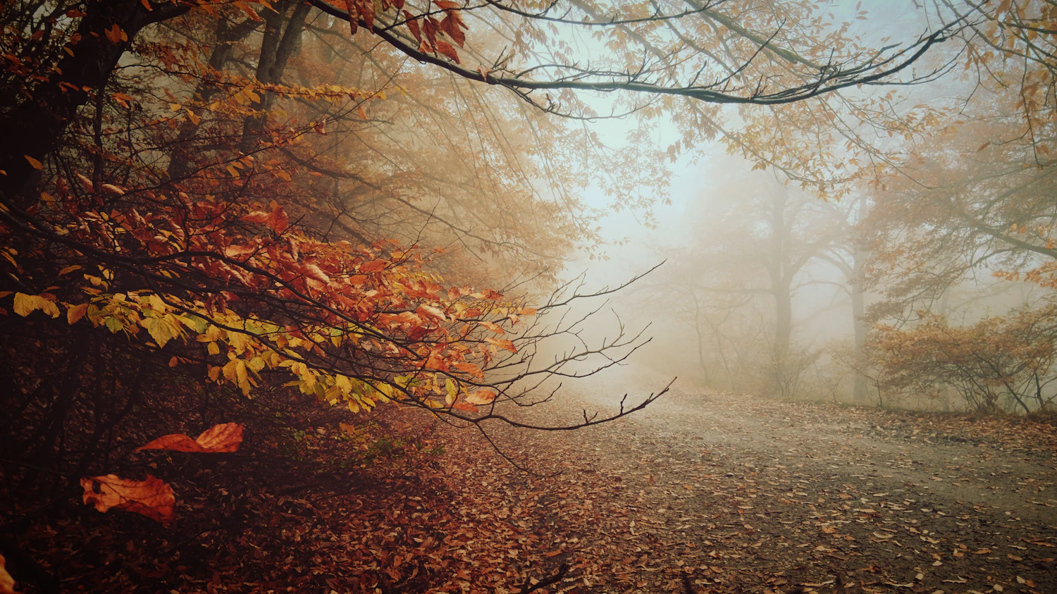 Soft overcast light lets autumn colour saturate evenly, without the glaring highlights and black shadows of direct sun among the leaves.