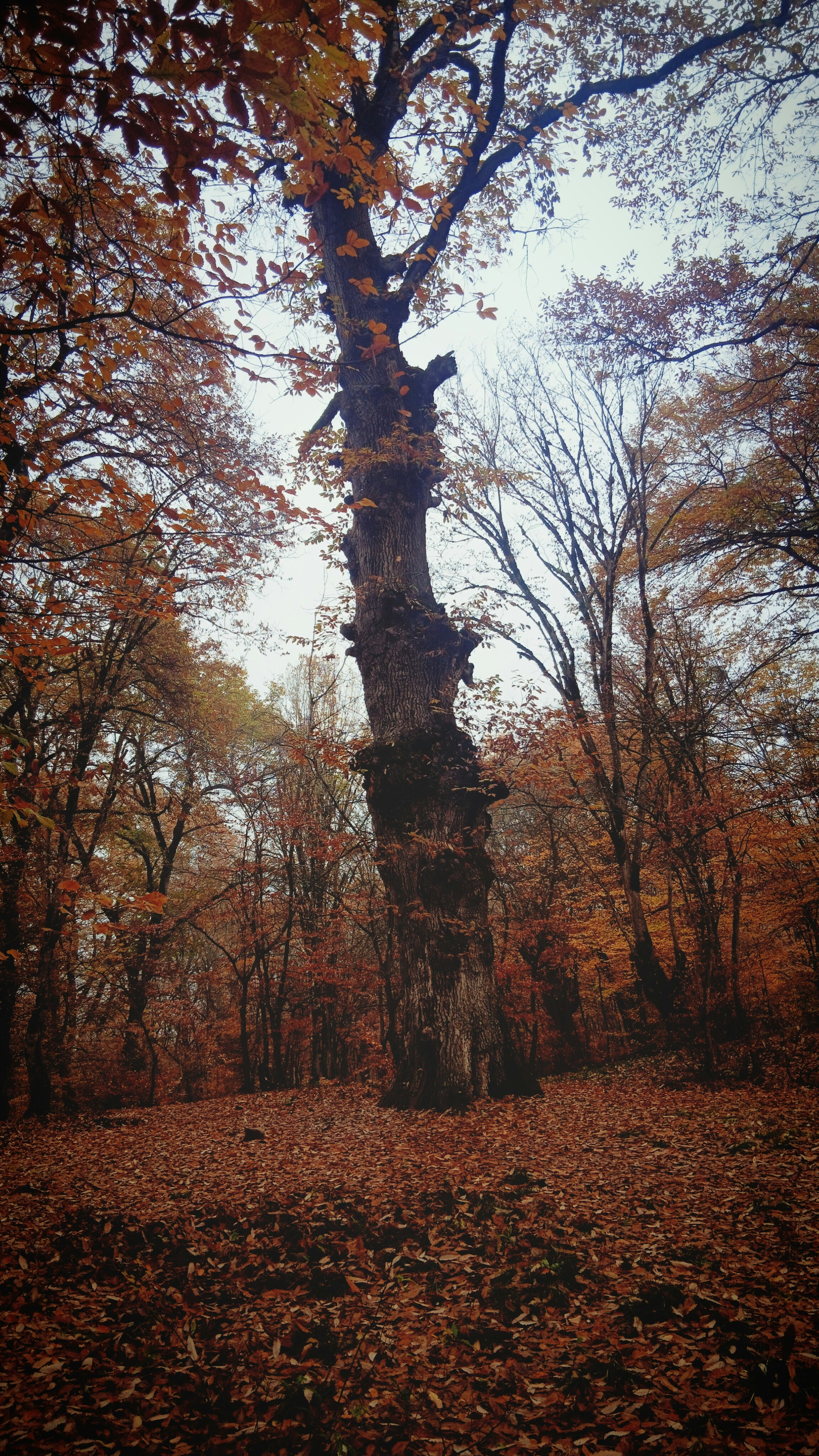 Im Herbst steht ein großer Baum in einem Wald.