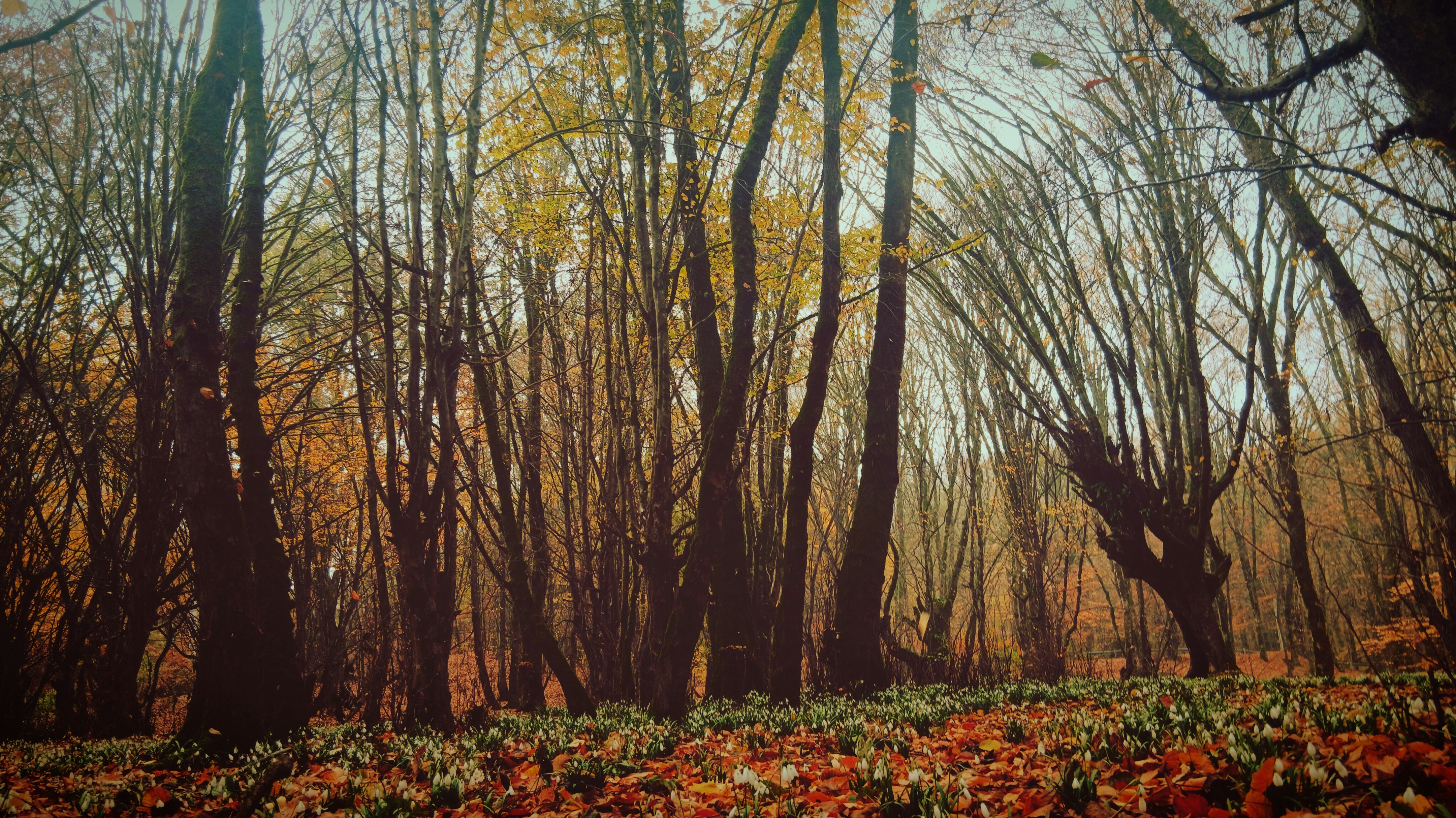 Autumn forest with fallen leaves on the ground.