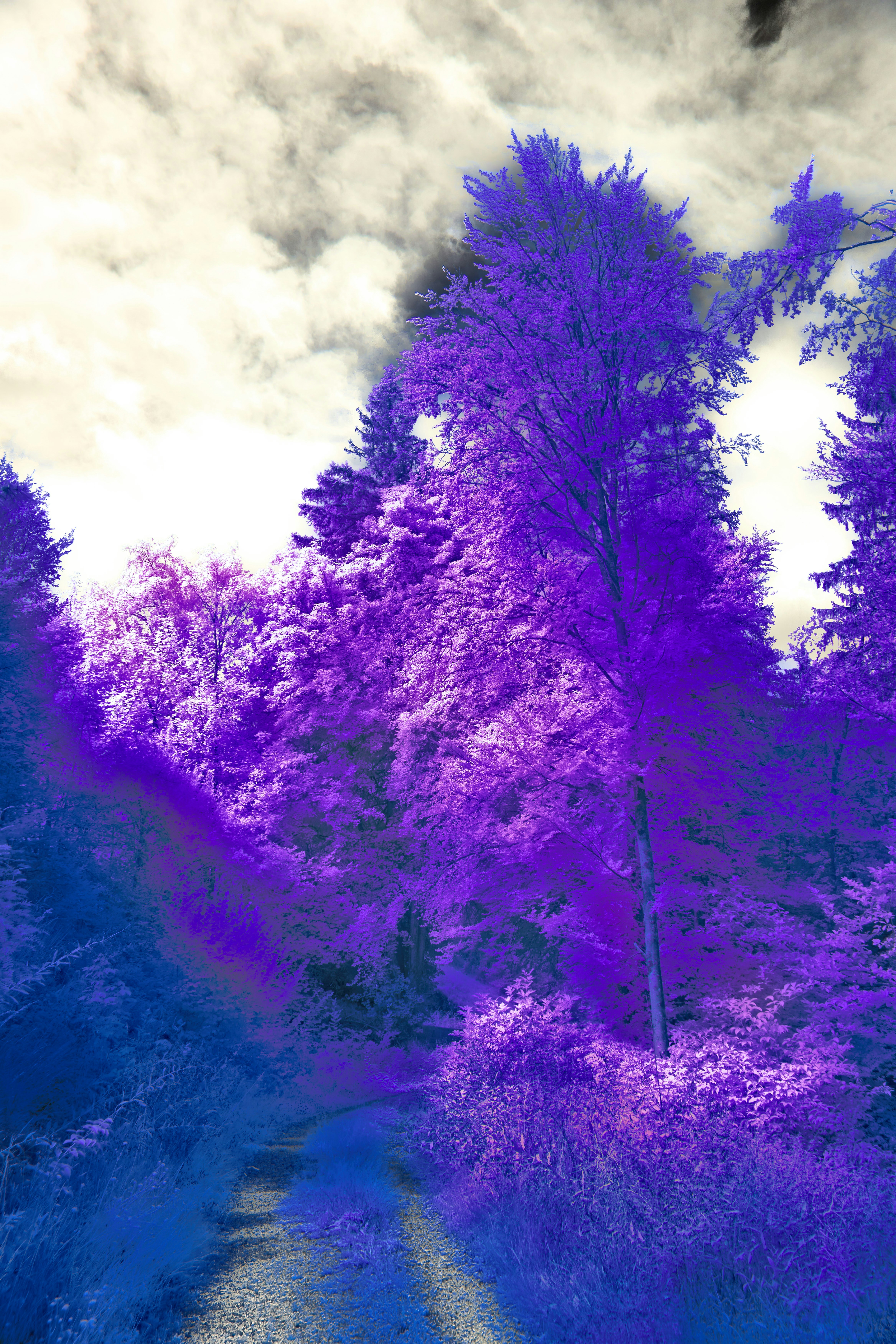 Photo by wolfgang_hasselmann