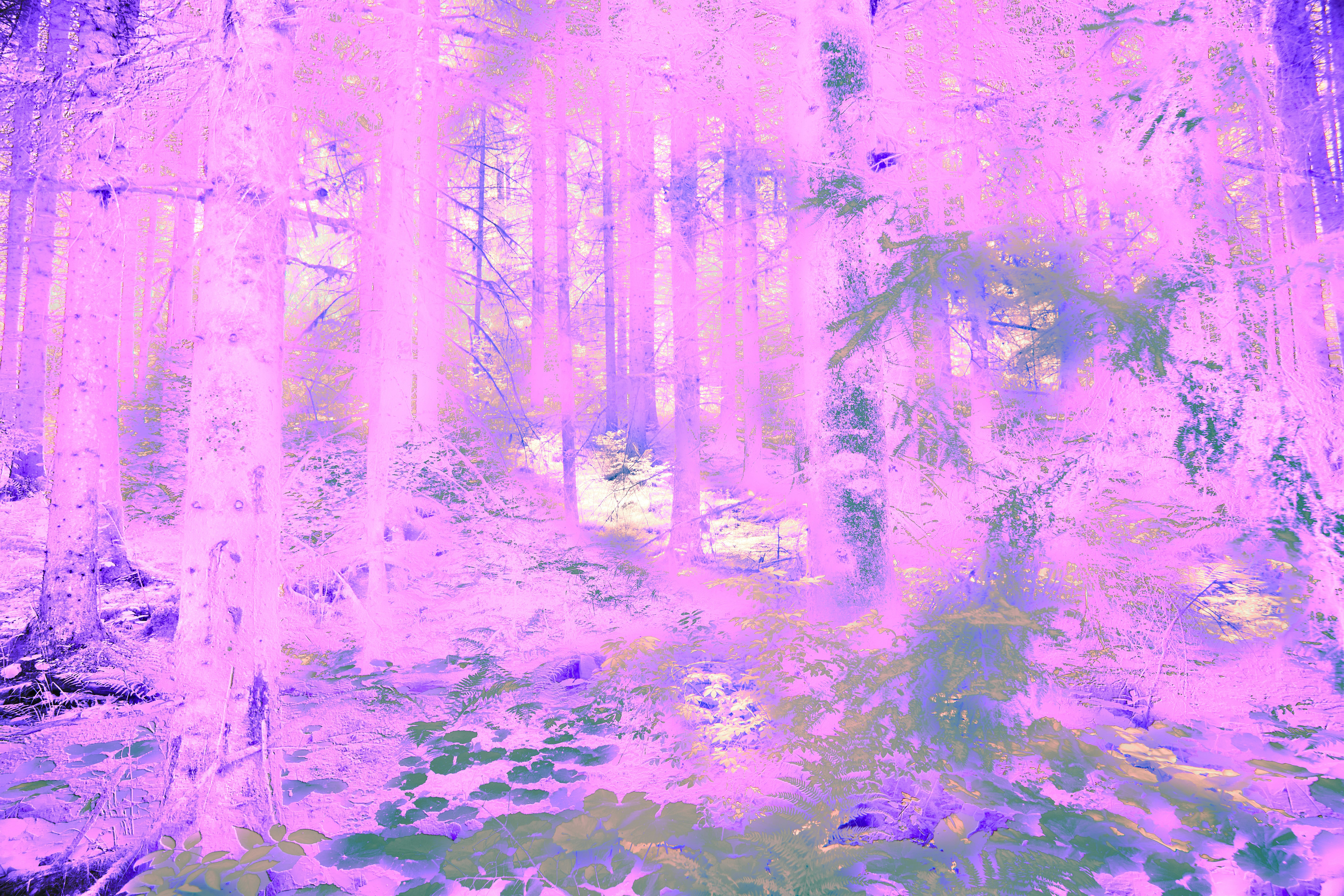 Photo by wolfgang_hasselmann