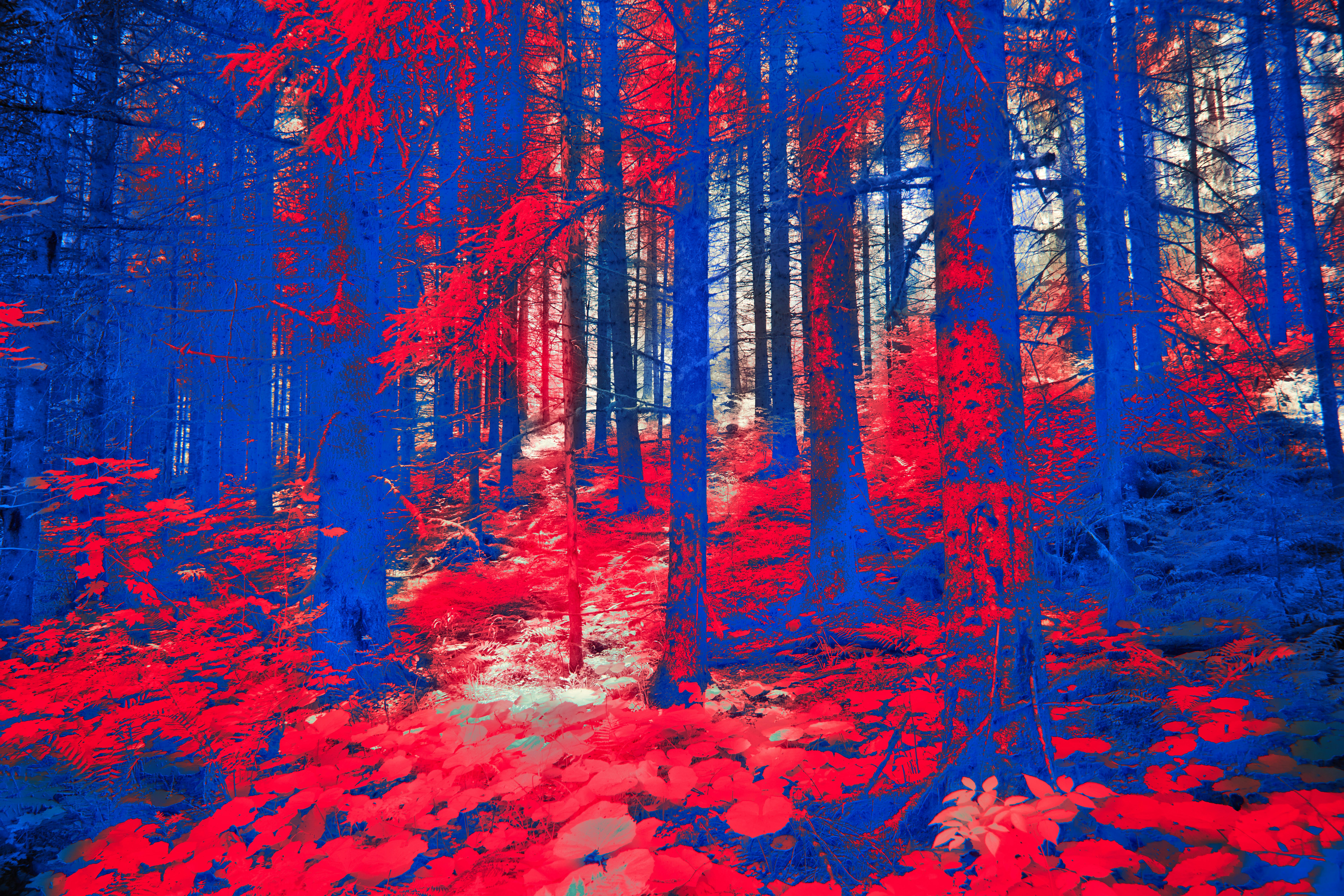 Photo by wolfgang_hasselmann