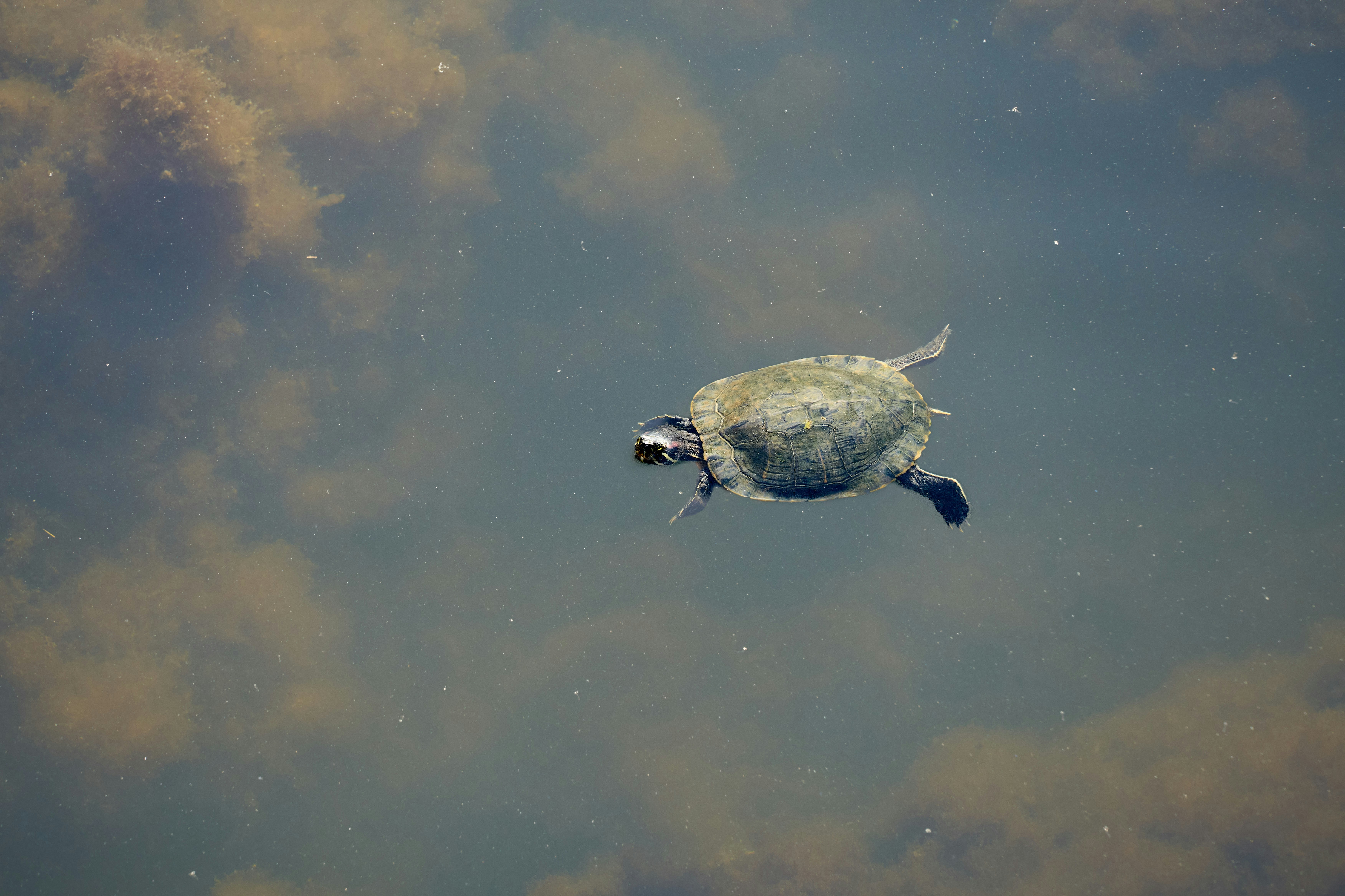 Photo by wolfgang_hasselmann