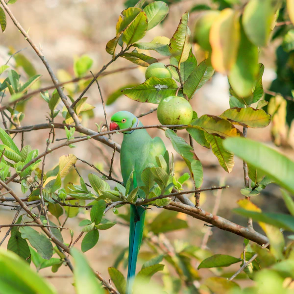 Guava