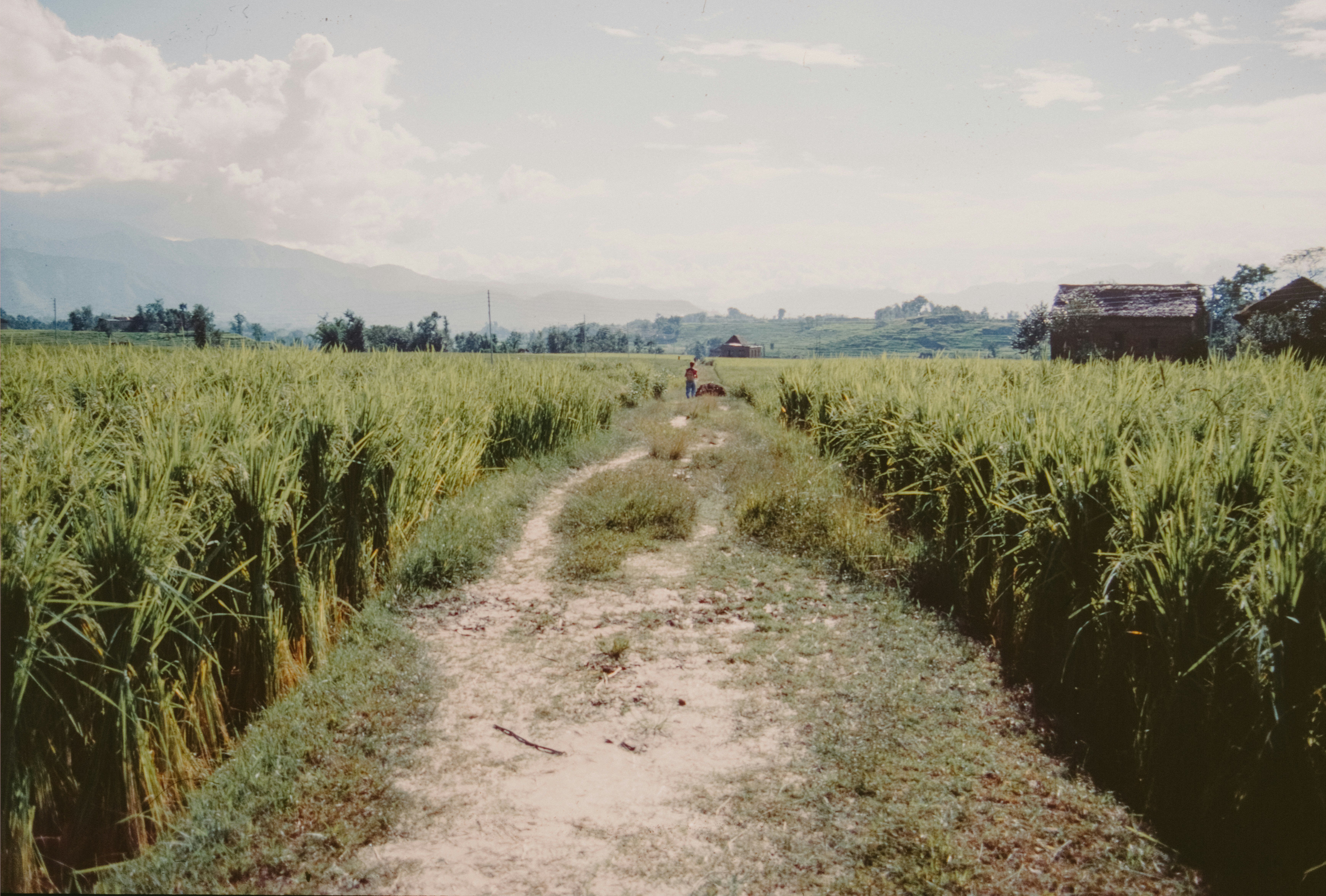 Jalan tanah melalui sawah hijau subur.