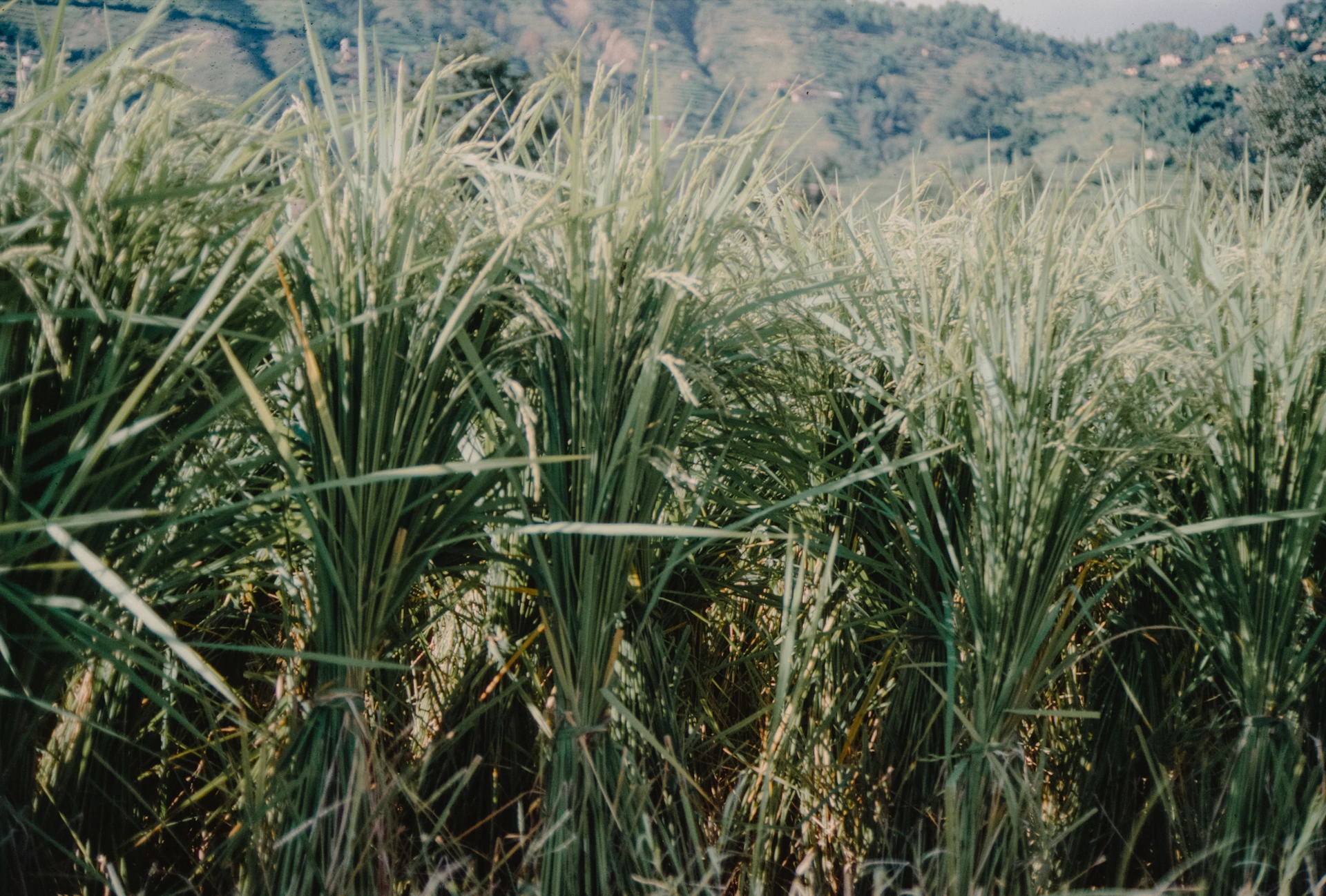 Tall rice stalks in a field with hills behind.