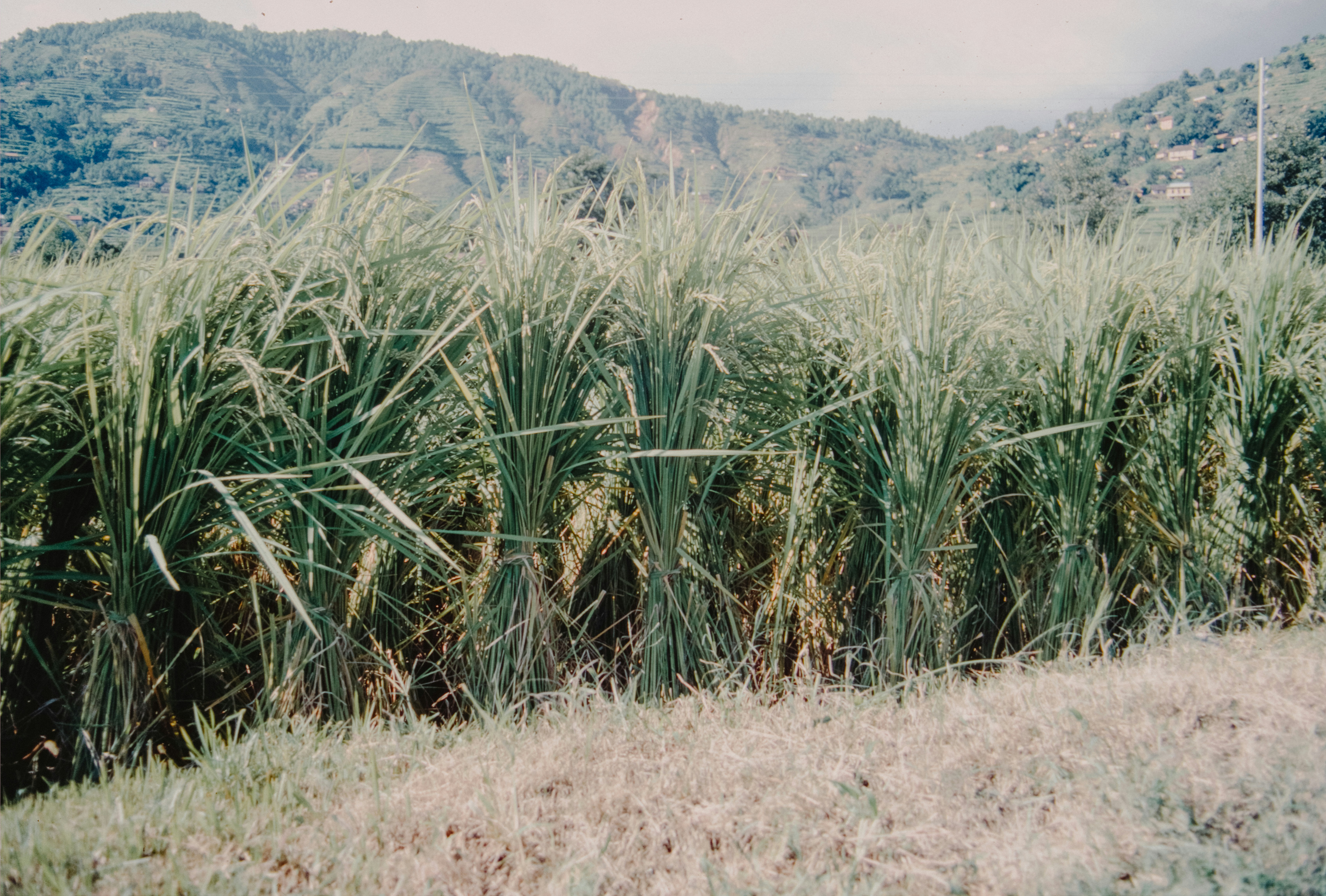 Tall green grass in front of rolling hills.
